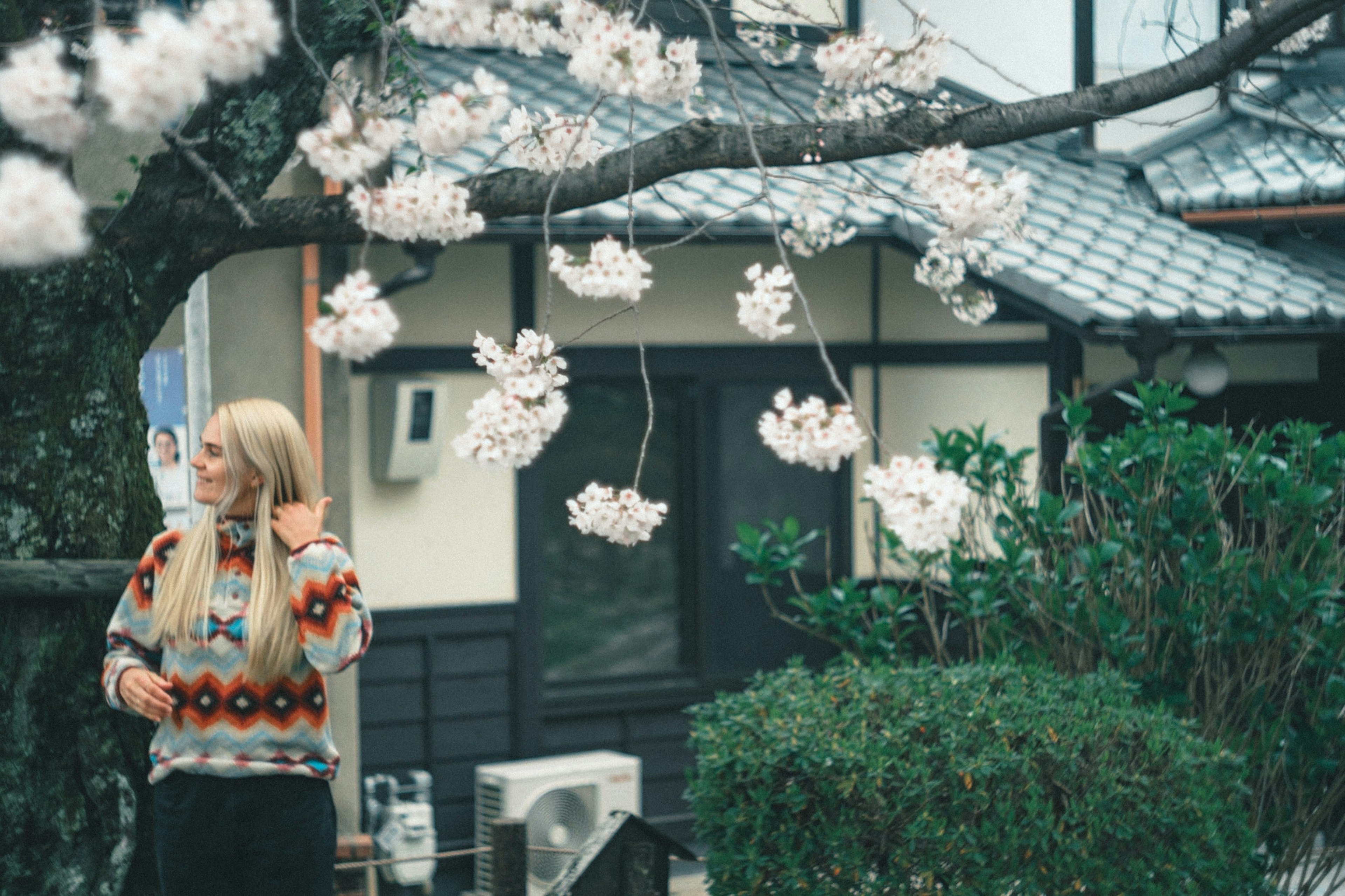 桜の花が咲く木の下に立つ女性の写真 伝統的な日本家屋の背景