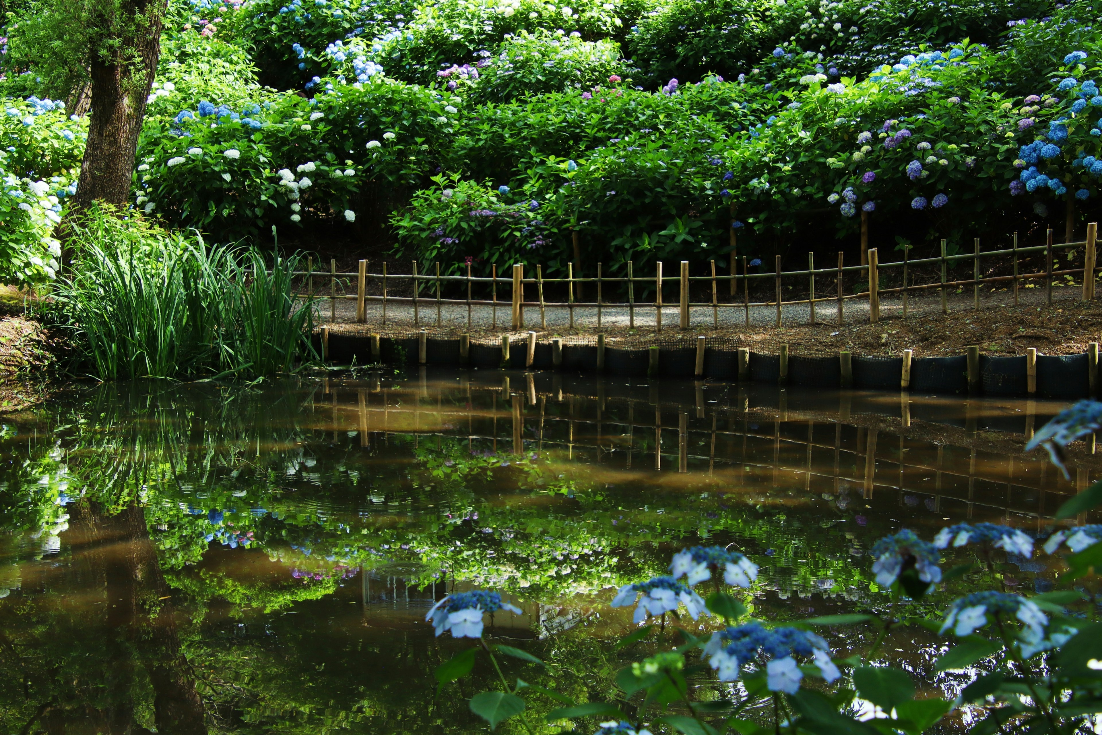 Paesaggio sereno del laghetto con fiori in fiore ponte in legno che si riflette nell'acqua