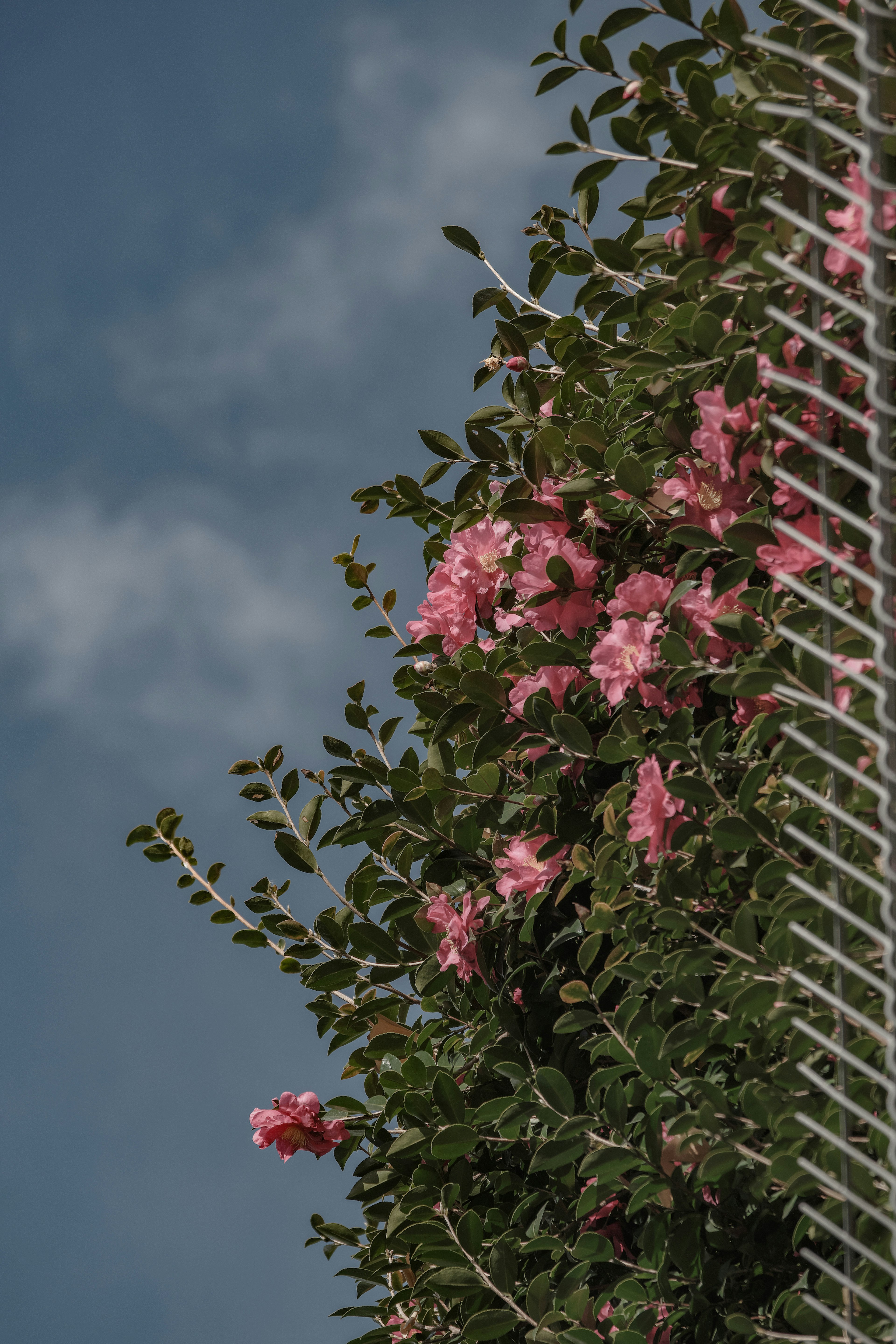 青空の下に咲くピンクの花と緑の葉を持つ植物のクローズアップ