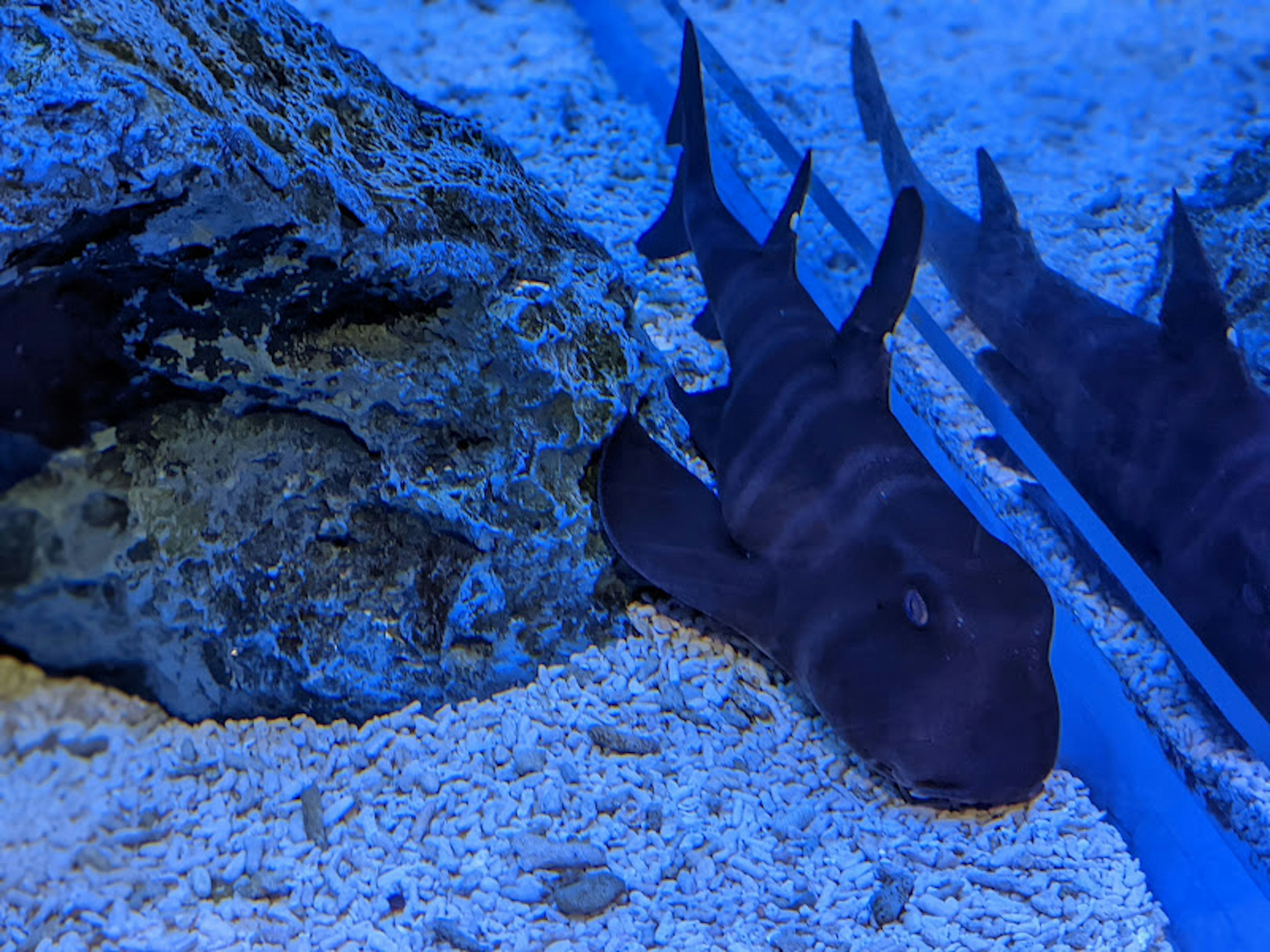 在藍色水域中靠近岩石的鯊魚