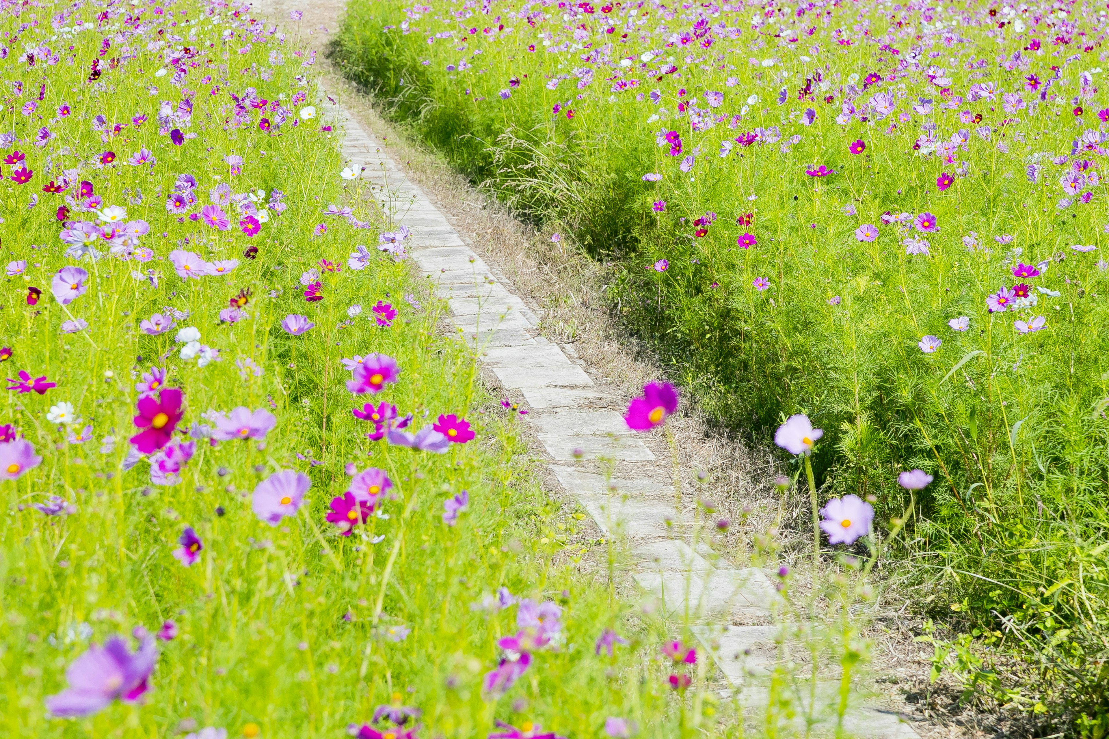 A pathway through a vibrant field of blooming cosmos flowers