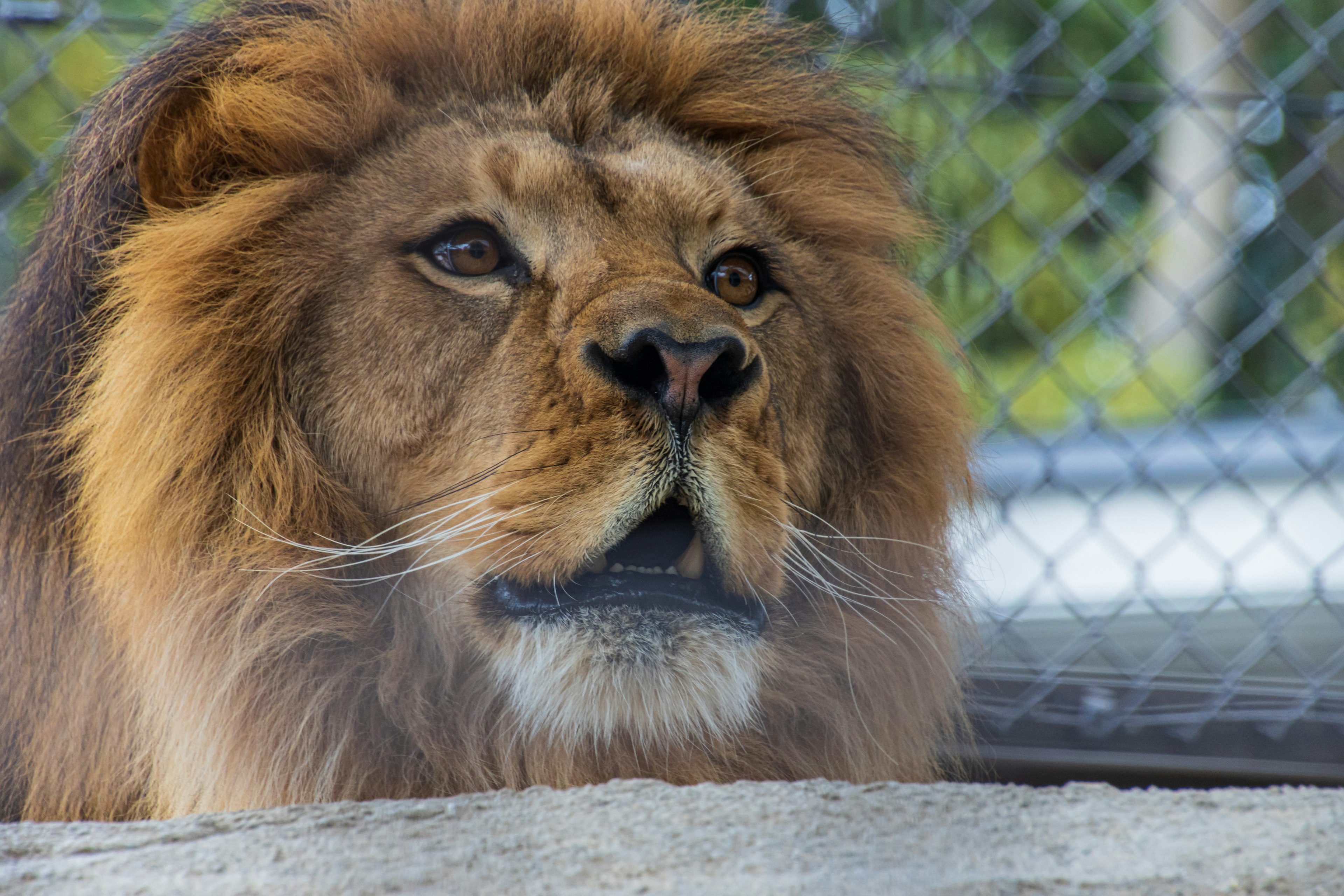 Primer plano de la cara de un león que muestra su majestuosa melena y expresión