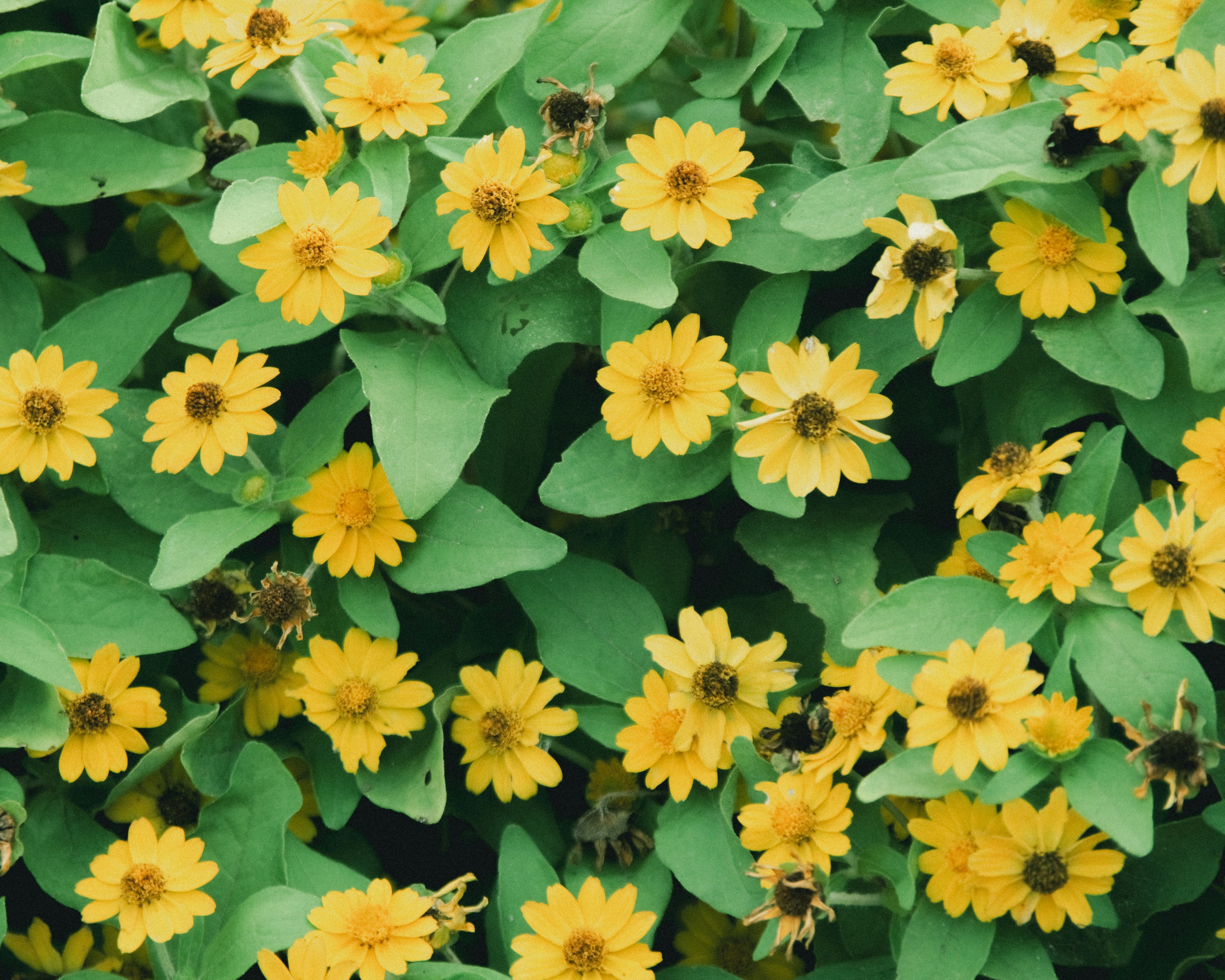 ภาพที่สดใสของดอกไม้สีเหลืองที่ถูกล้อมรอบด้วยใบสีเขียว