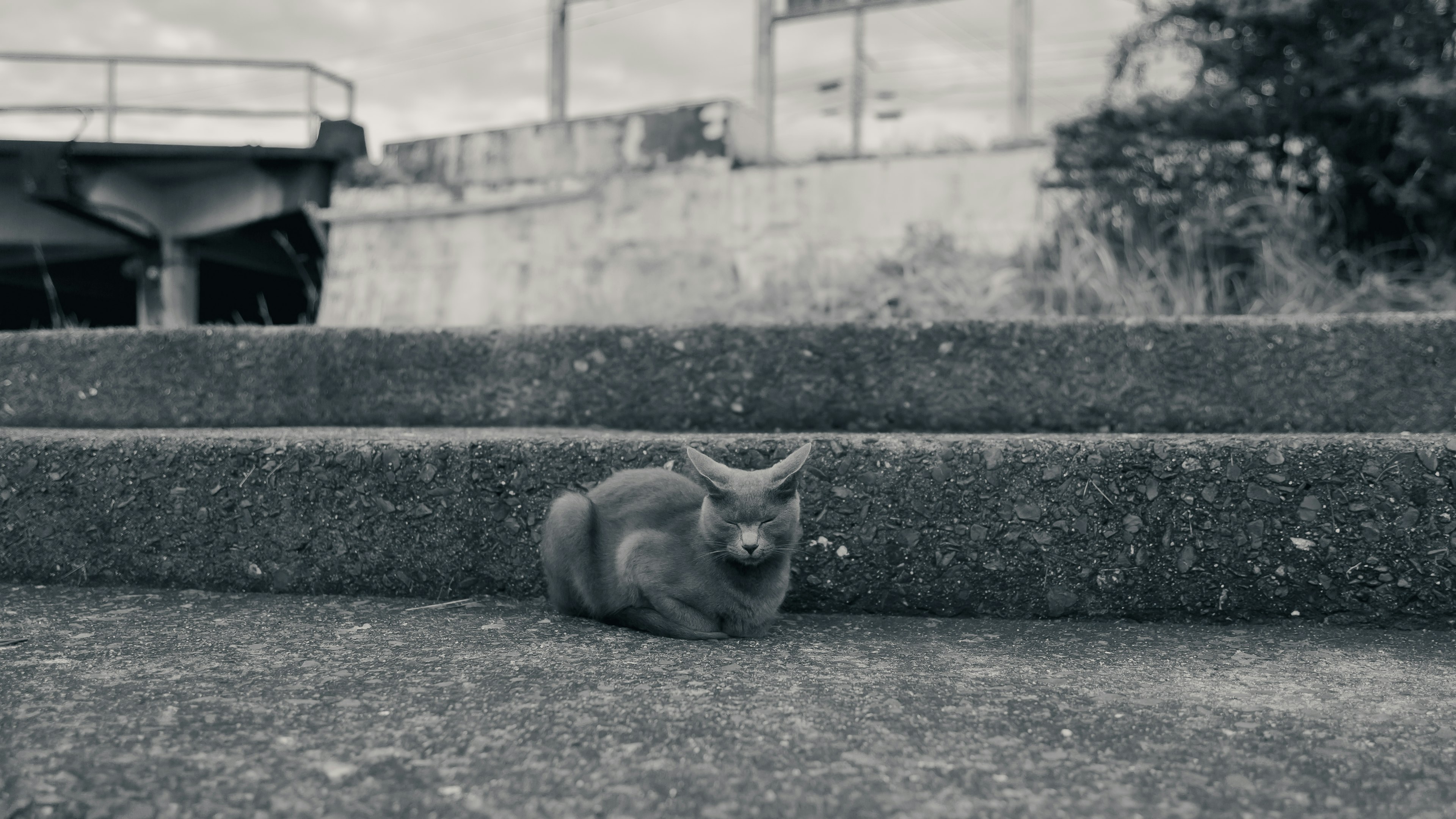 階段の上に横たわる小さな動物のモノクロ画像