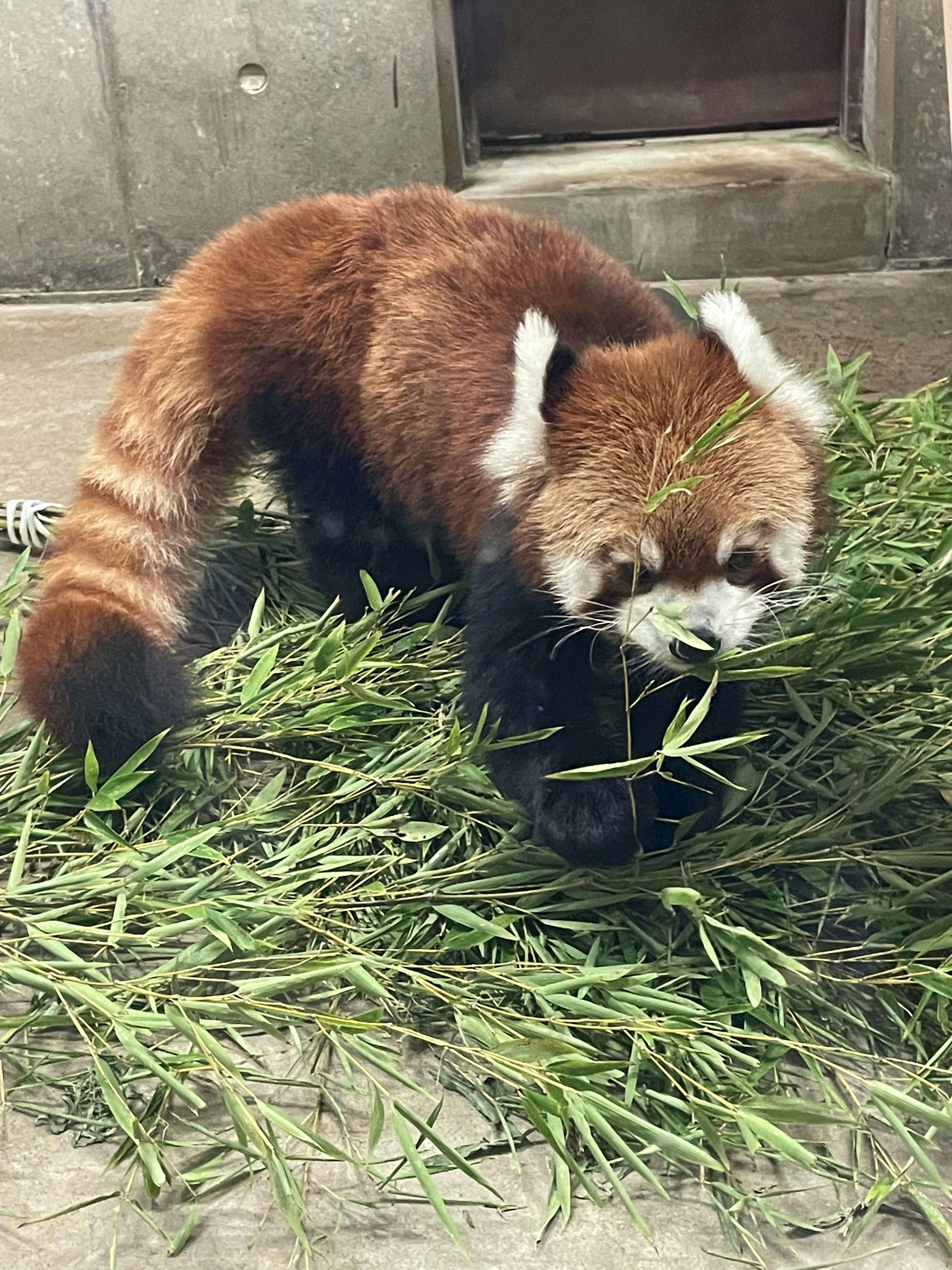 Panda rojo comiendo bambú en un entorno natural