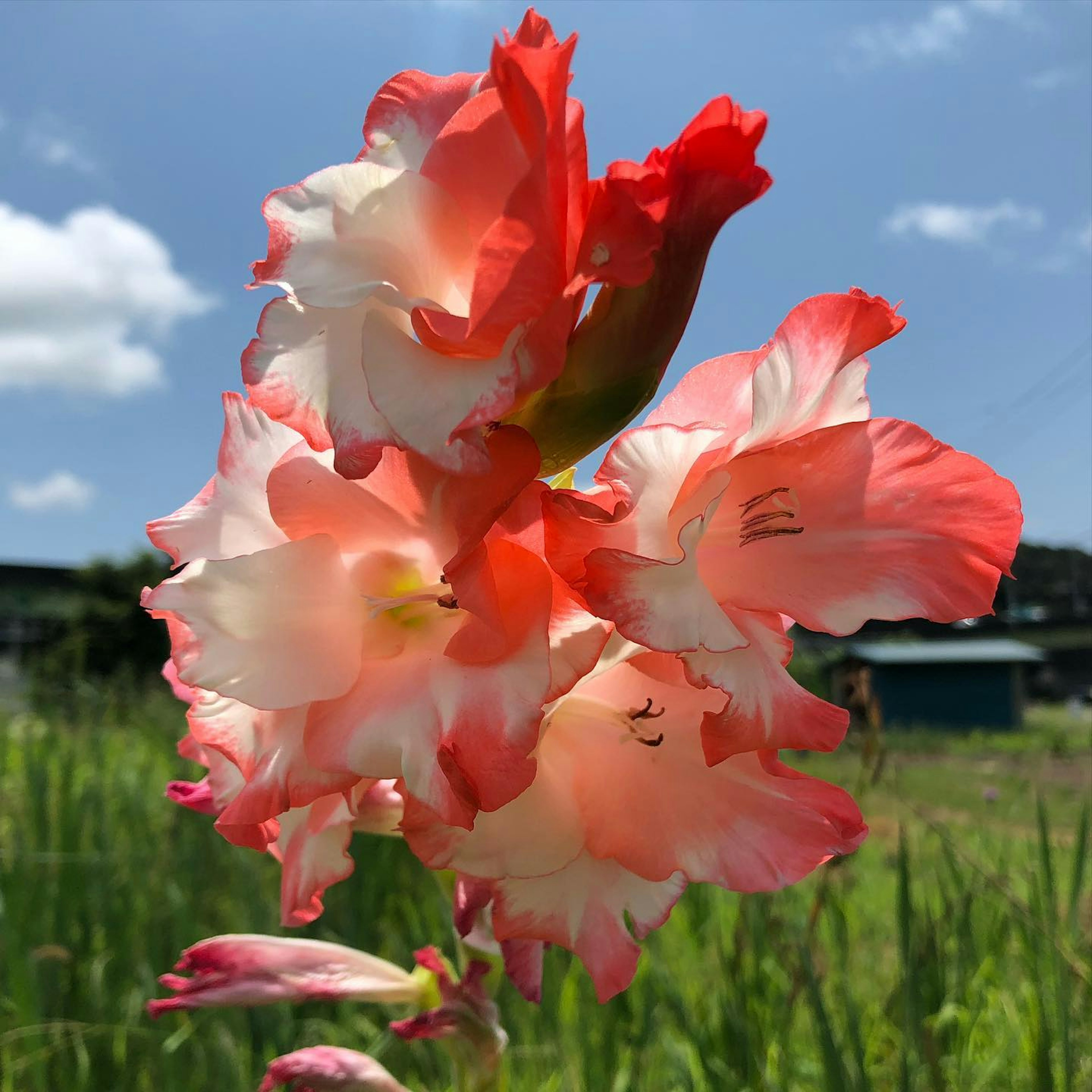 美しいピンクとオレンジのグラジオラスの花が青空の下で咲いている