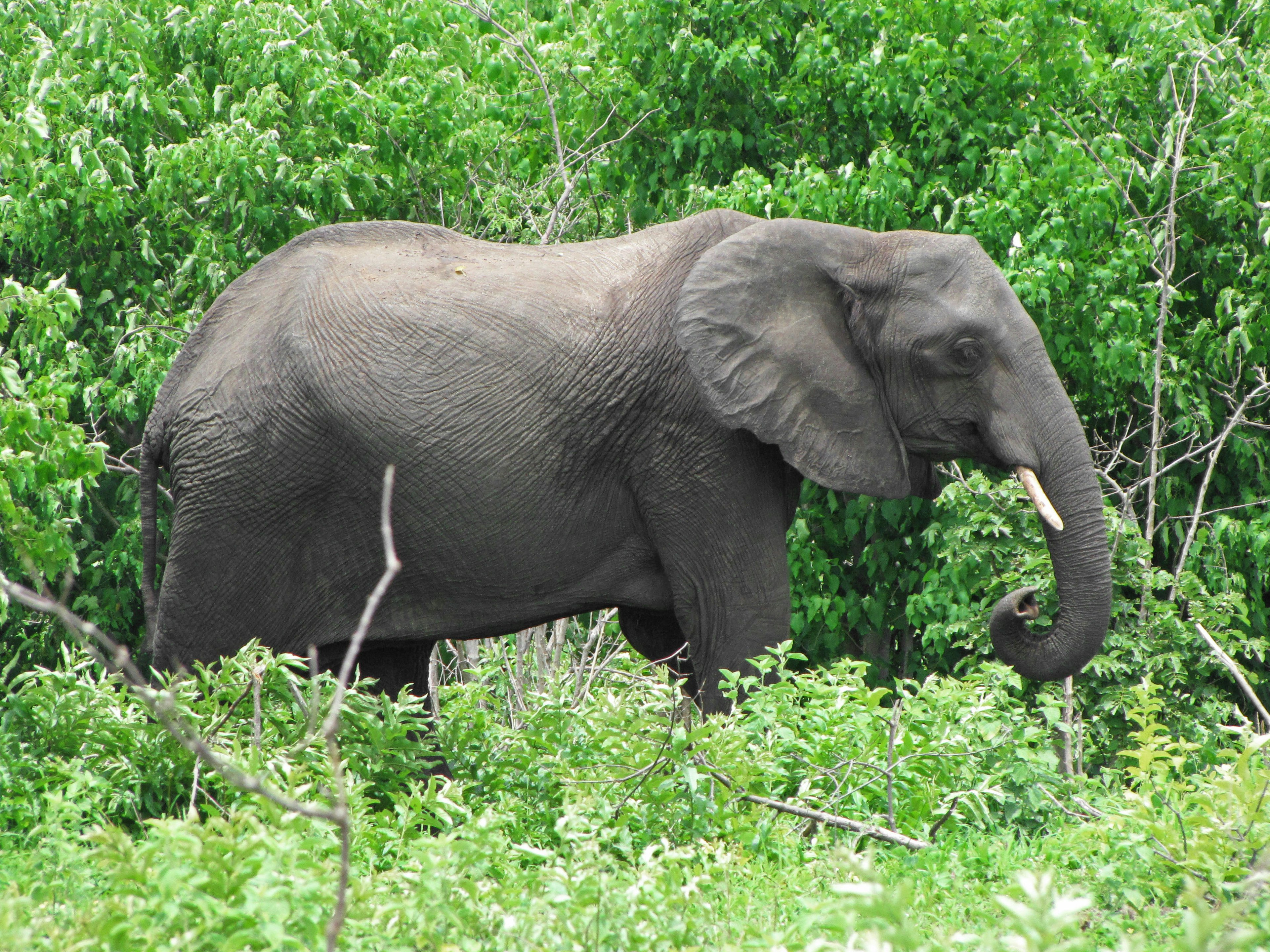 Elefant, der durch üppiges grünes Laub geht