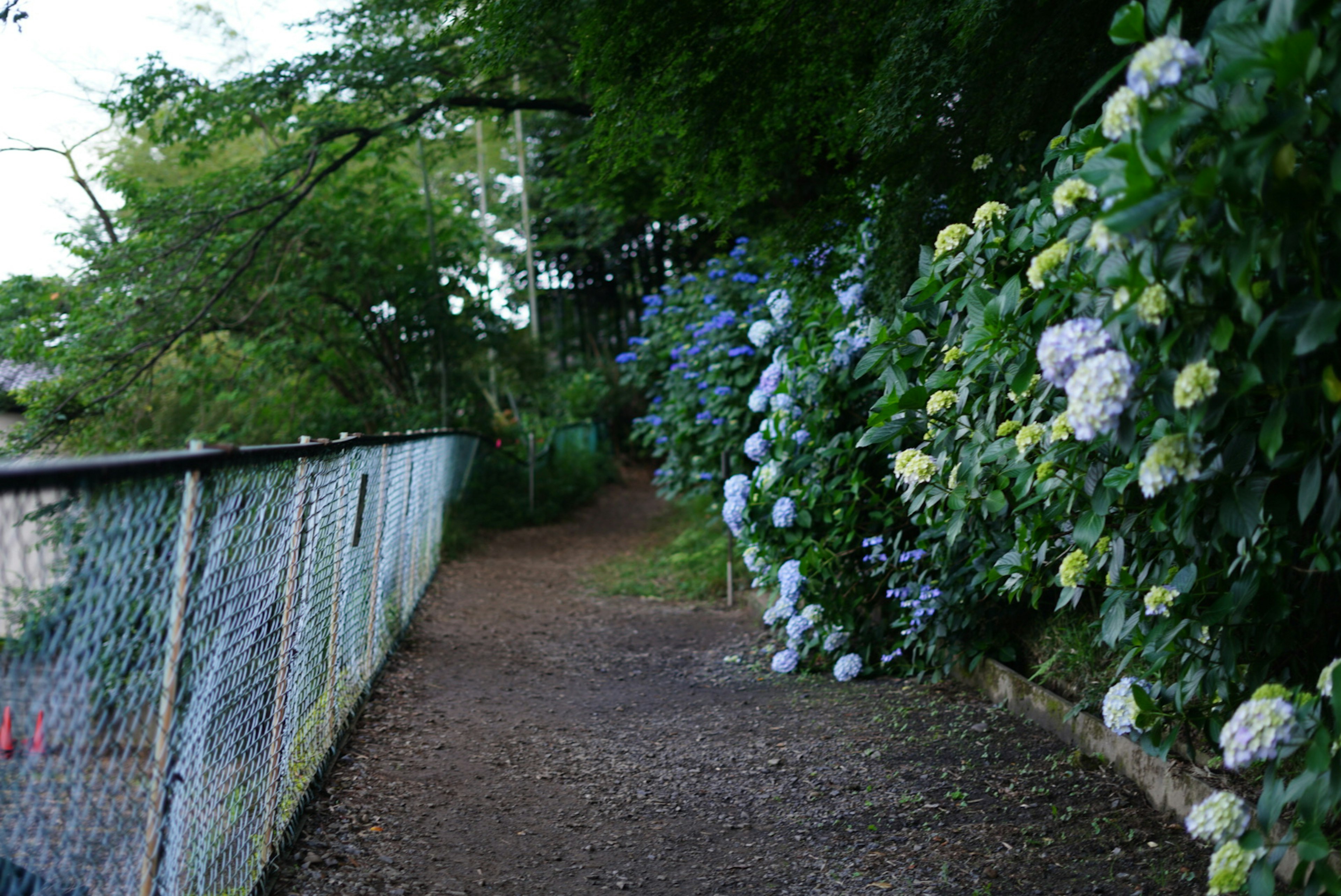 Sentiero fiancheggiato da ortensie blu e vegetazione