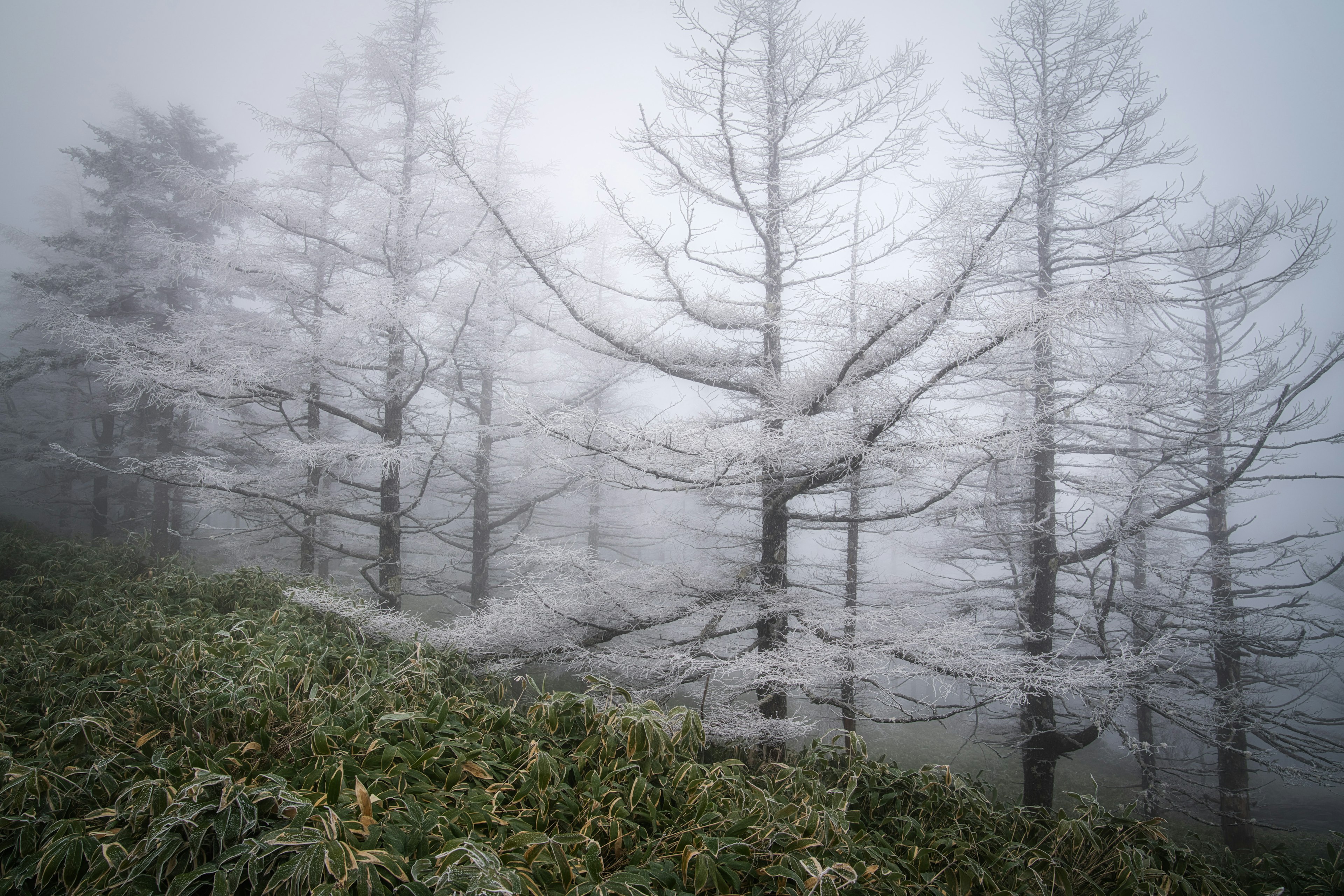 霧に包まれた白い木々が立ち並ぶ風景