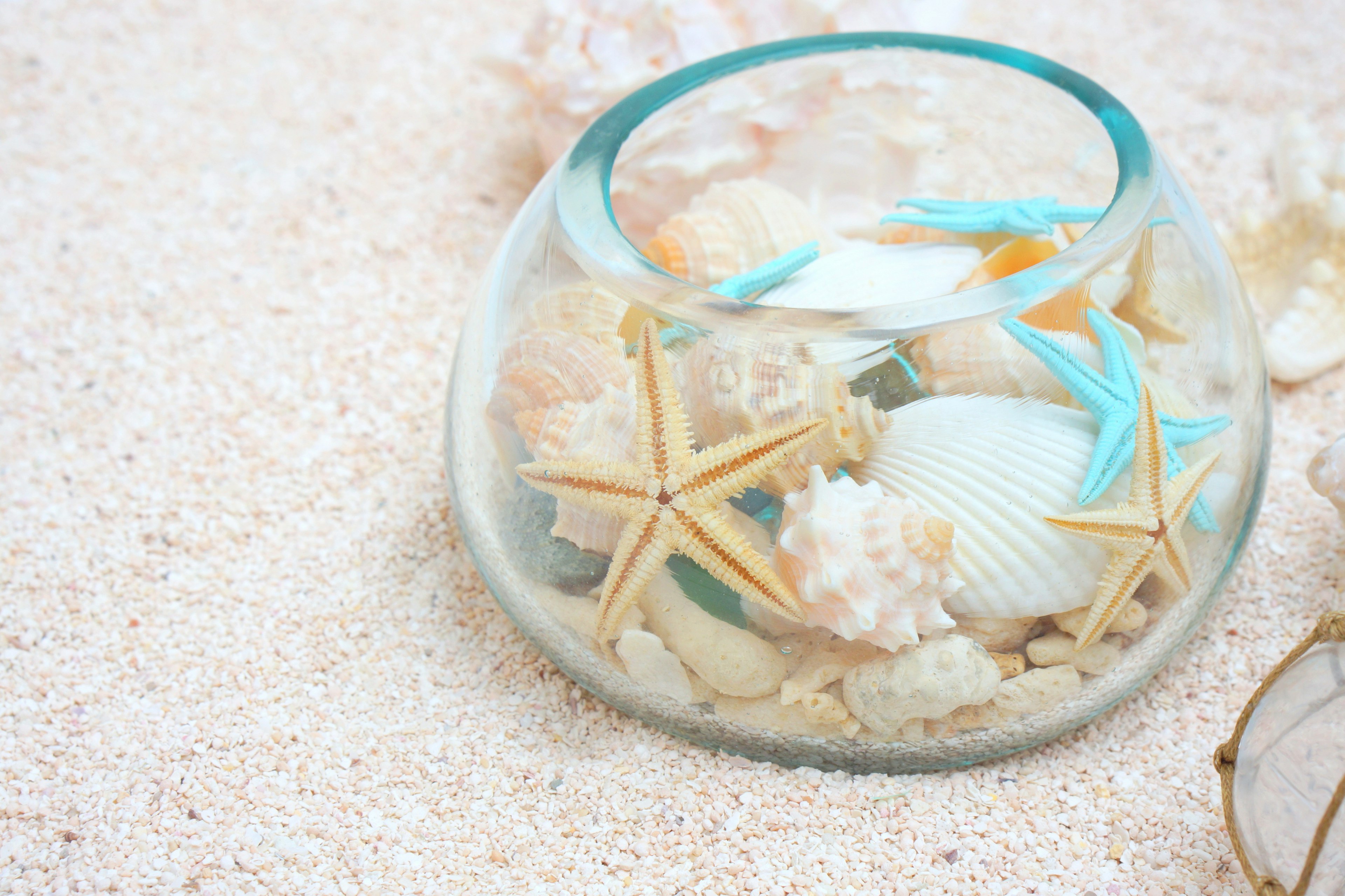 Glass bowl filled with seashells and starfish arrangement