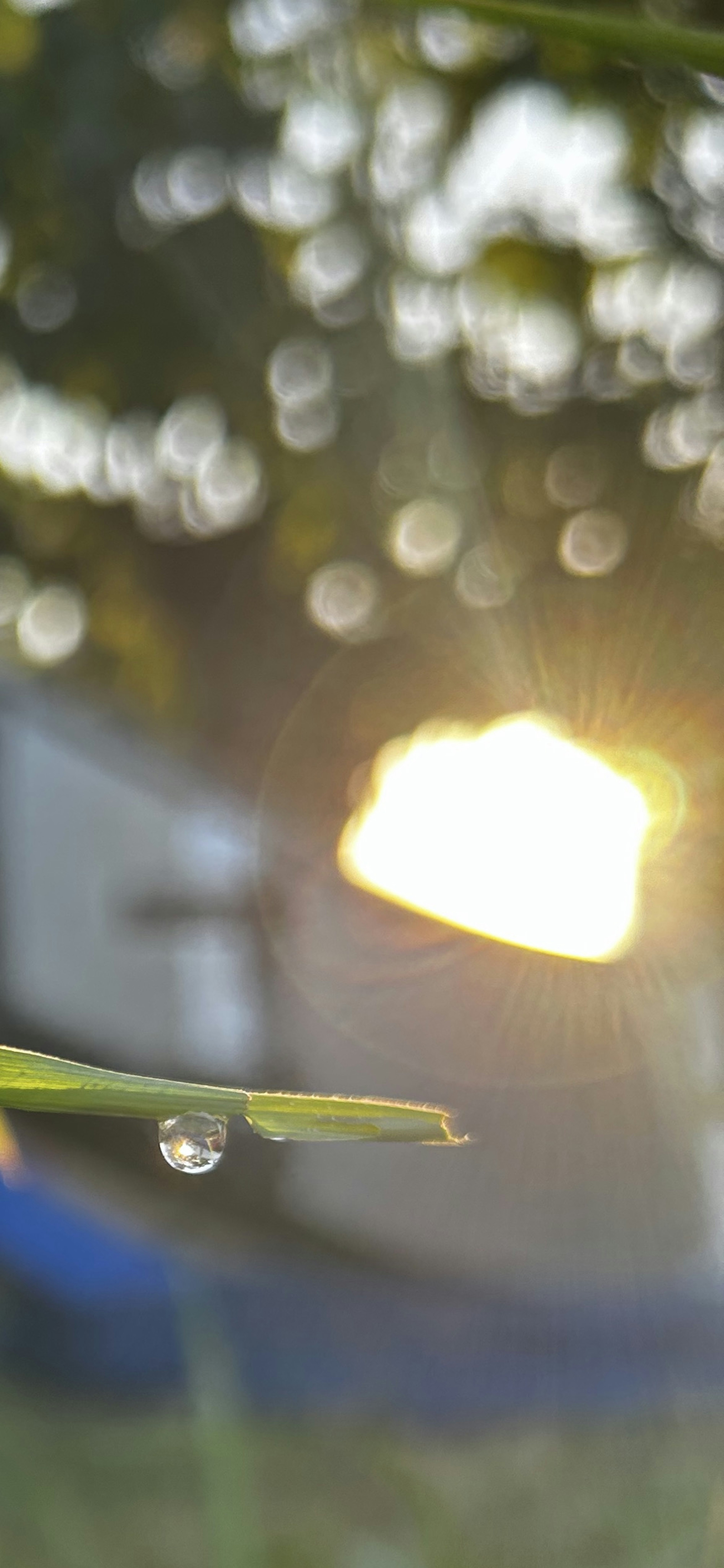 草の葉に水滴がぶら下がり、背景にはぼんやりとした太陽が輝いている