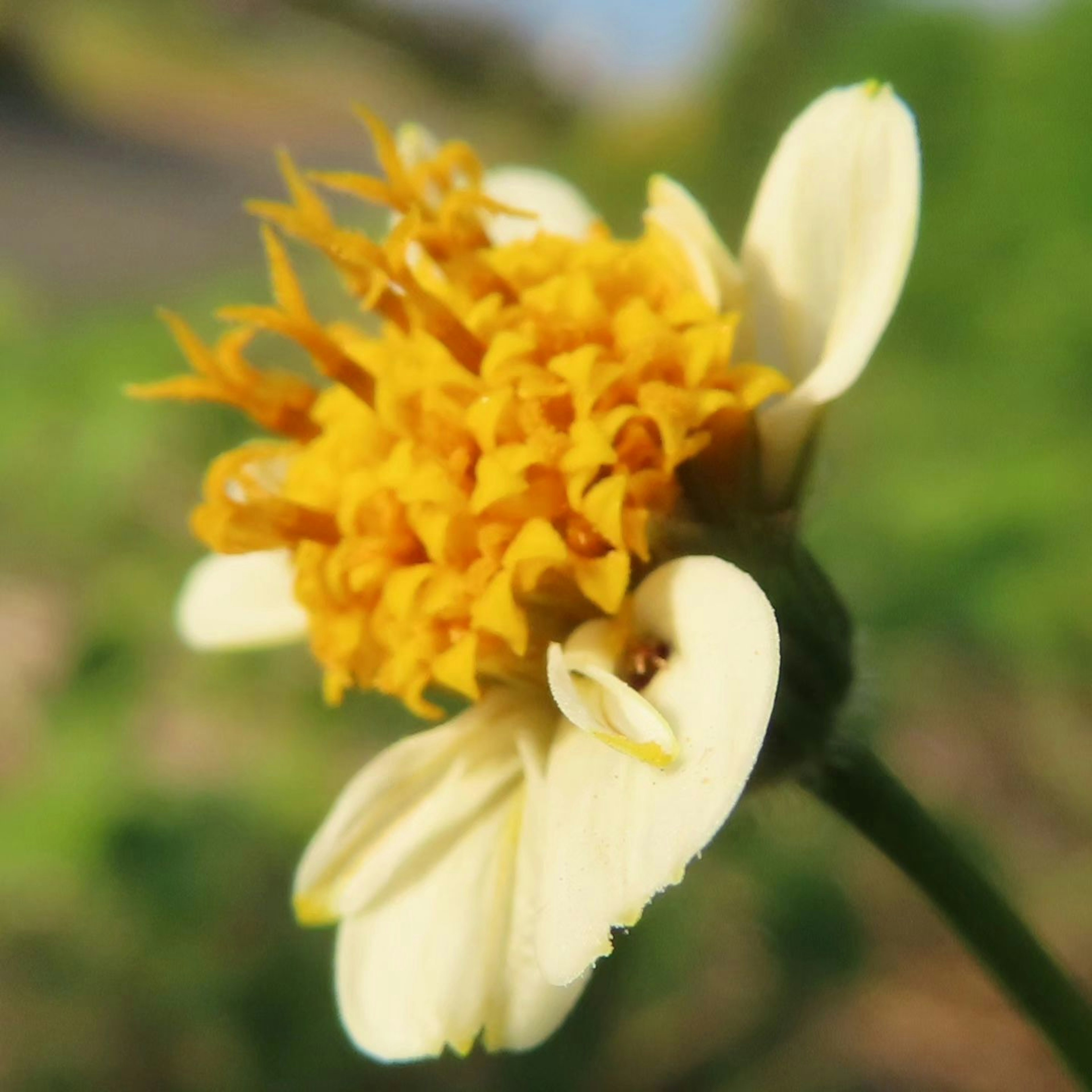 Close-up of a plant with a yellow flower and small petals in the center