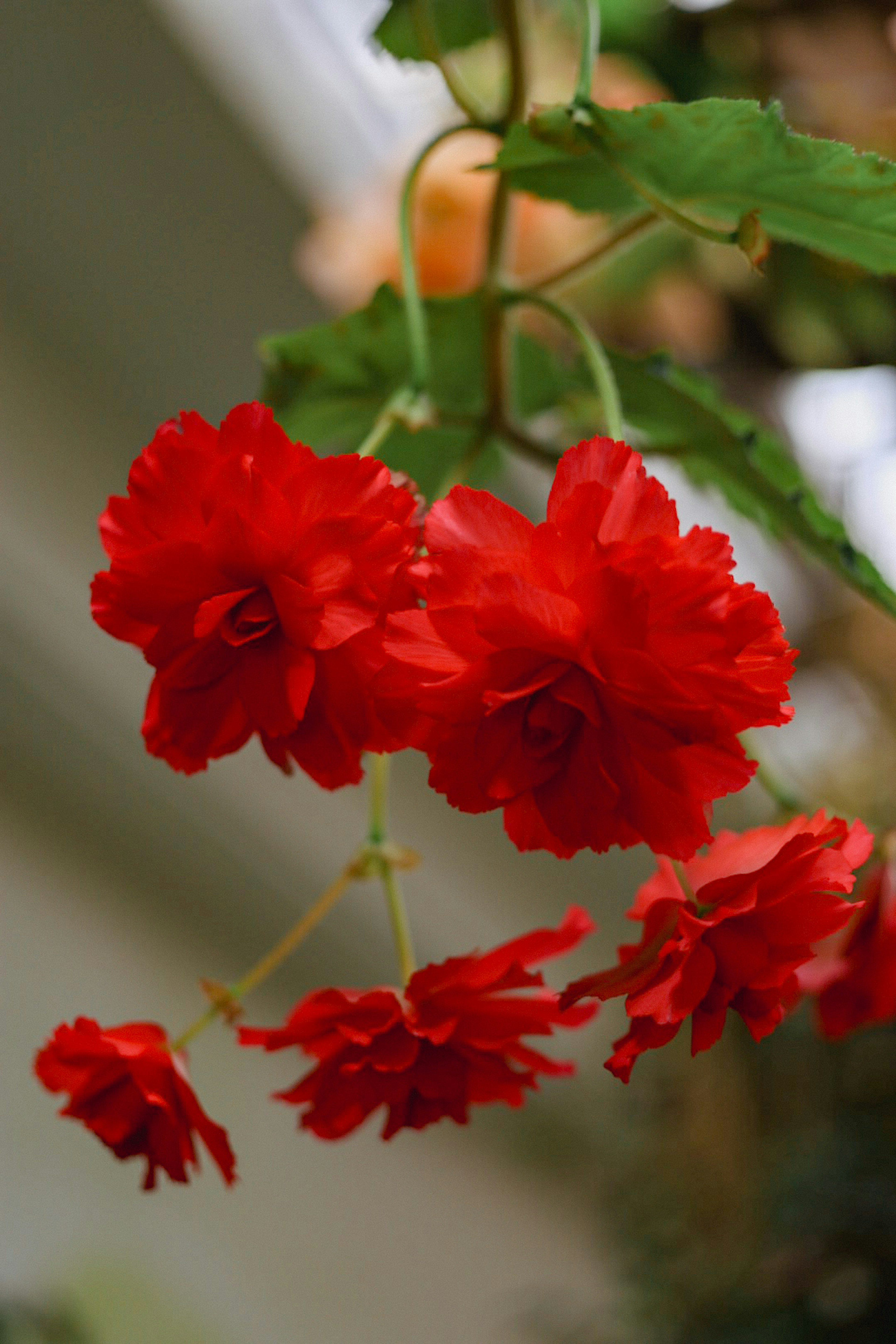 鮮やかな赤いベゴニアの花が咲いている