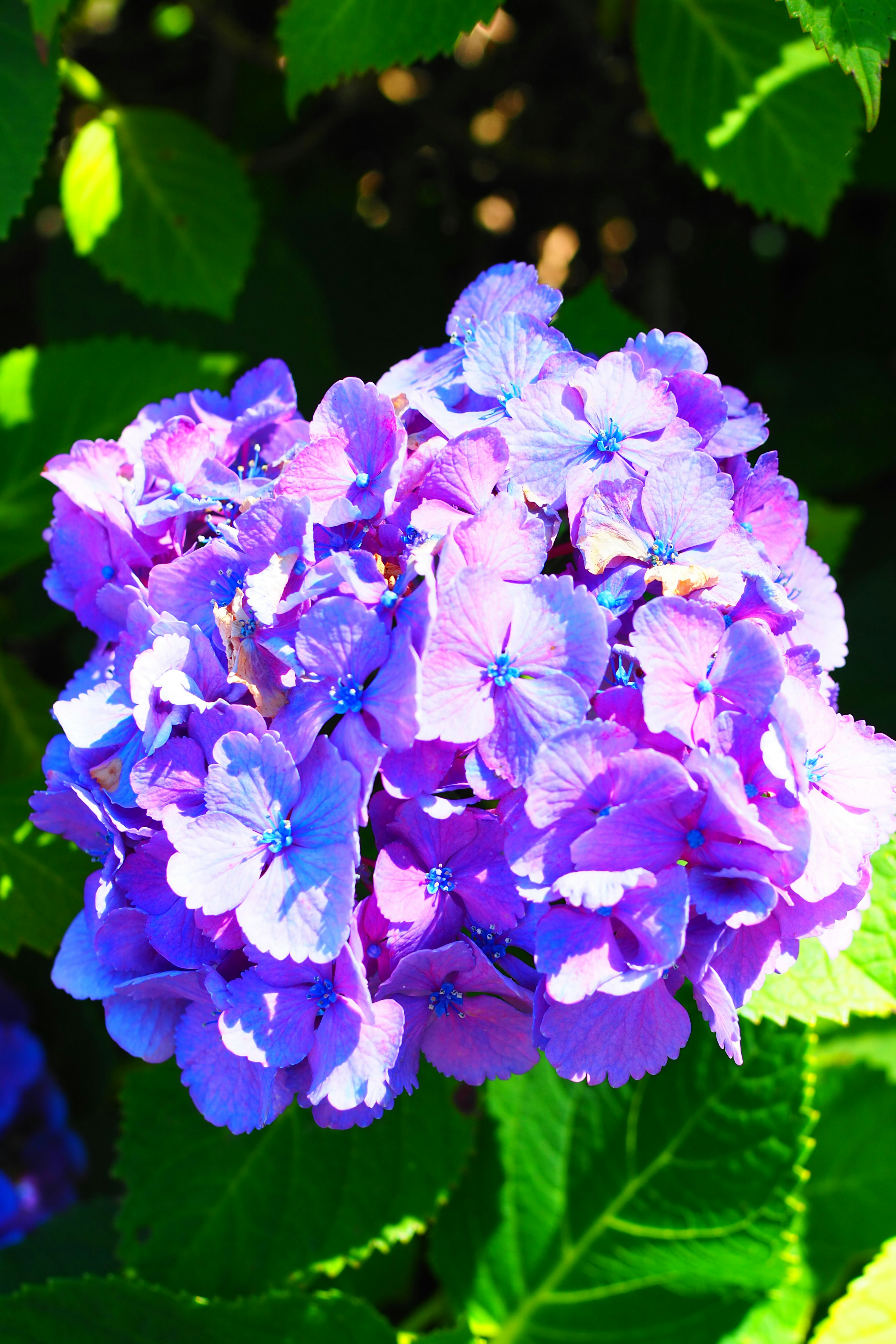 Cluster of purple hydrangea flowers surrounded by green leaves