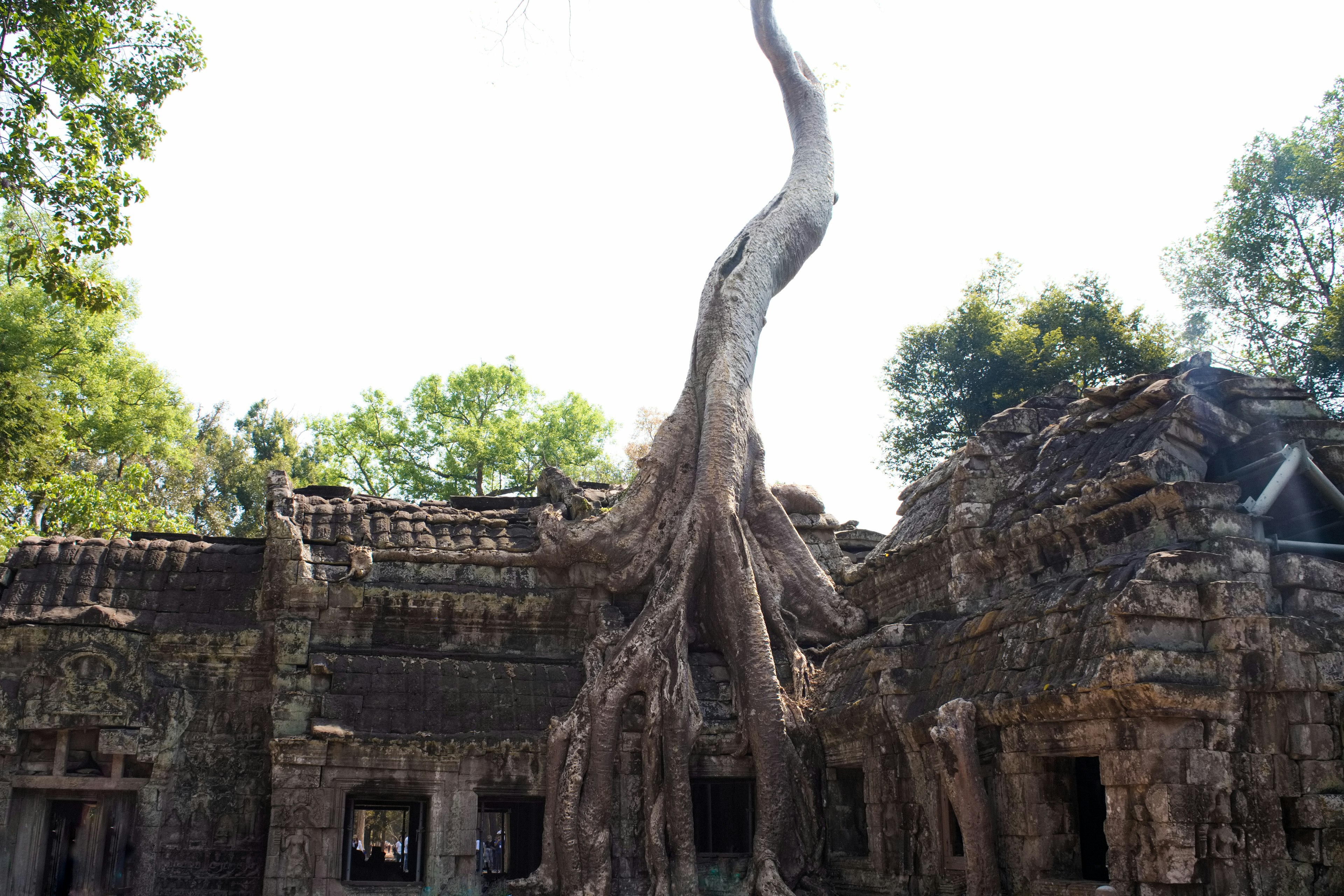 古代の遺跡に絡みつく巨大な木の根