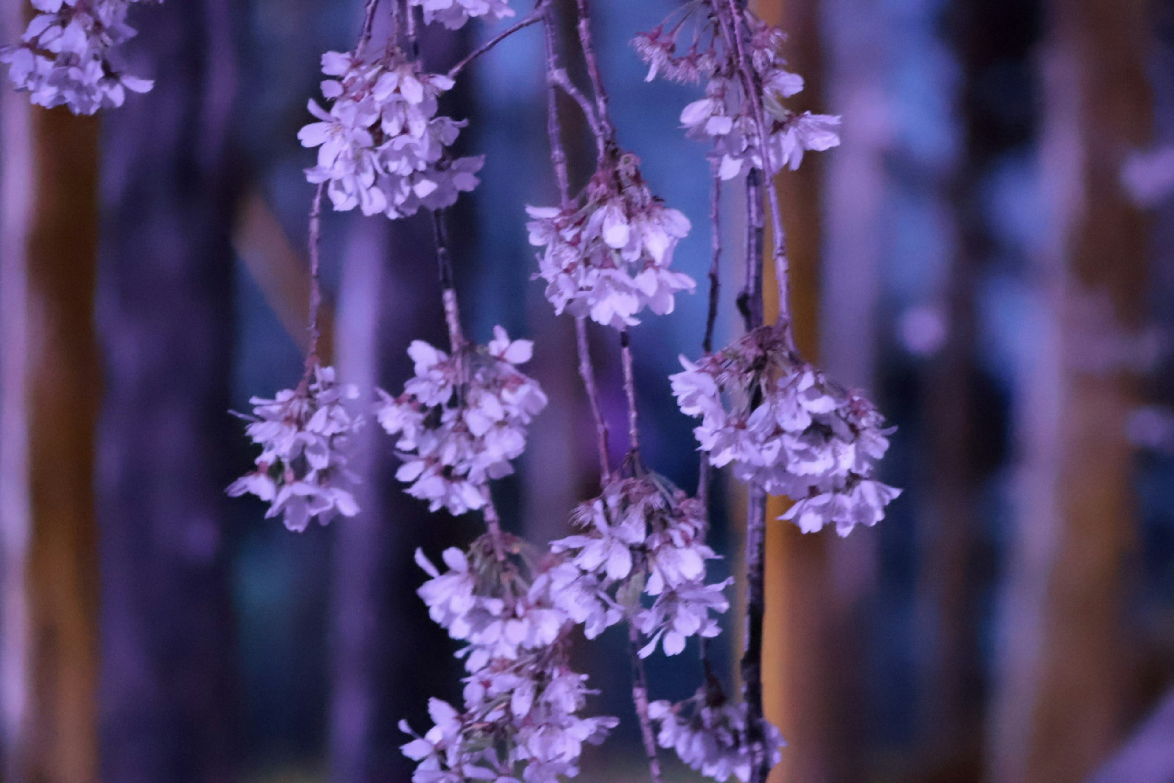 Gros plan sur des fleurs avec un fond violet présentant des branches distinctives et de petits pétales