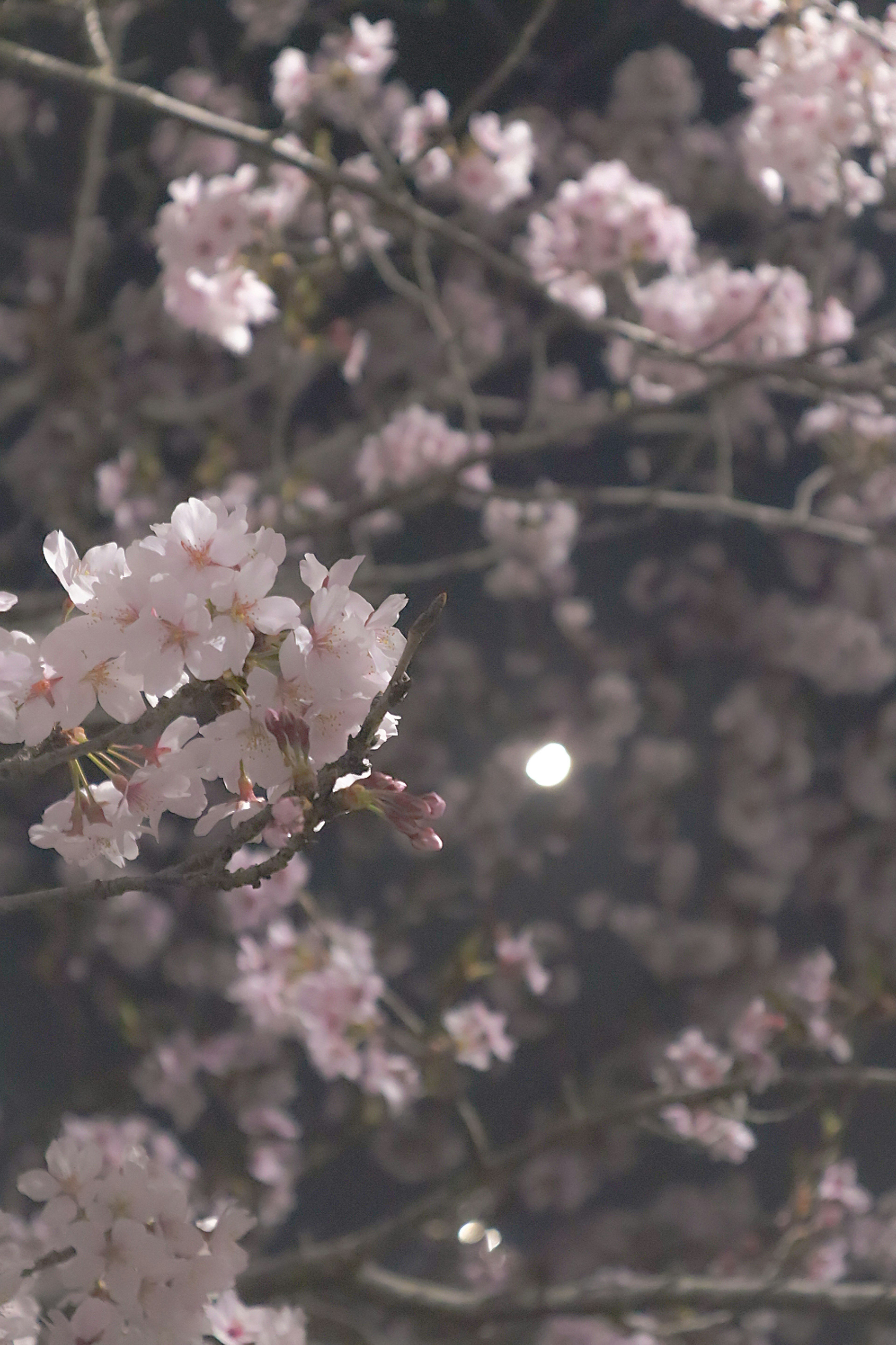 Close-up of cherry blossom branches with pink flowers illuminated by moonlight