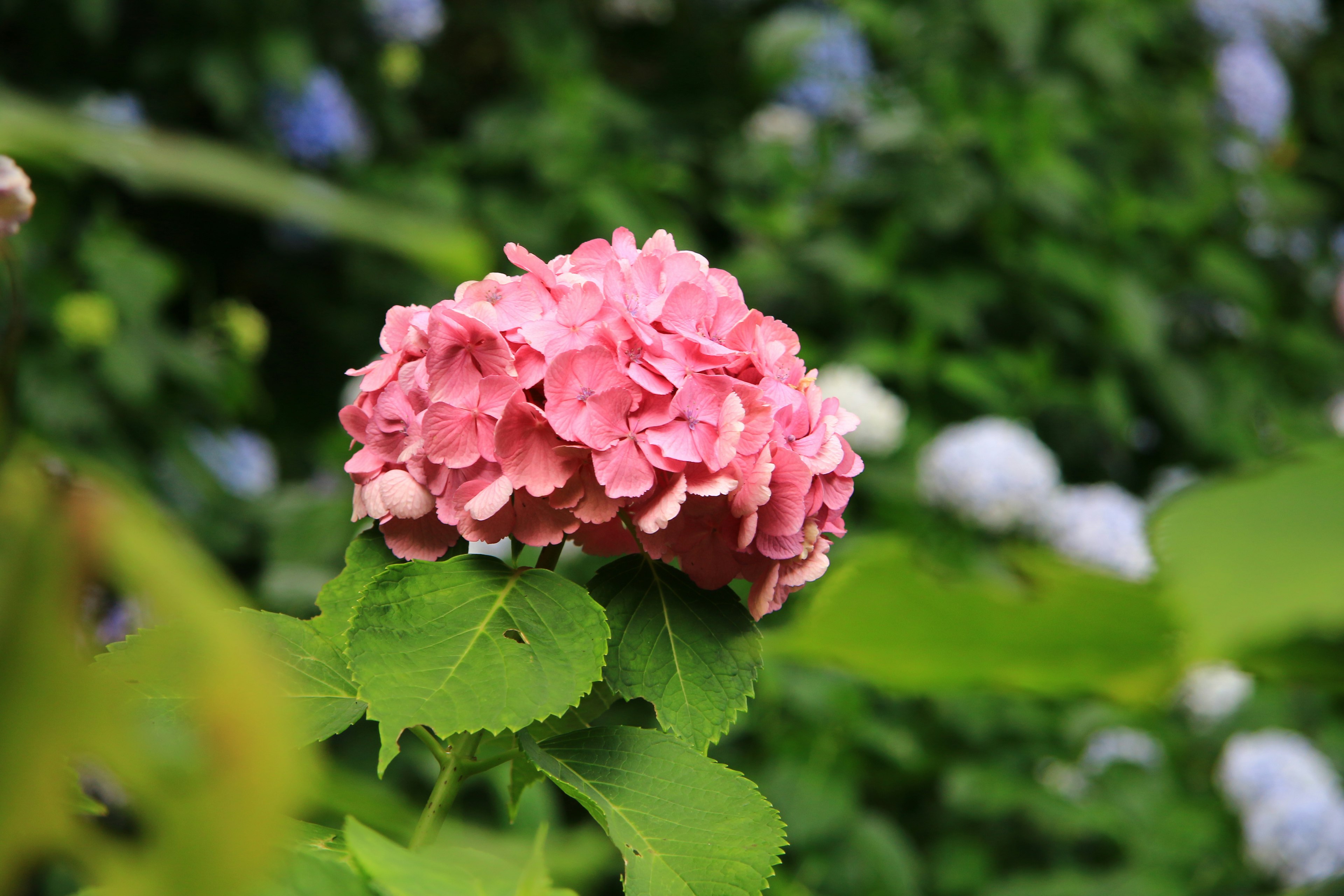 Vibrant pink hydrangea flower surrounded by green leaves