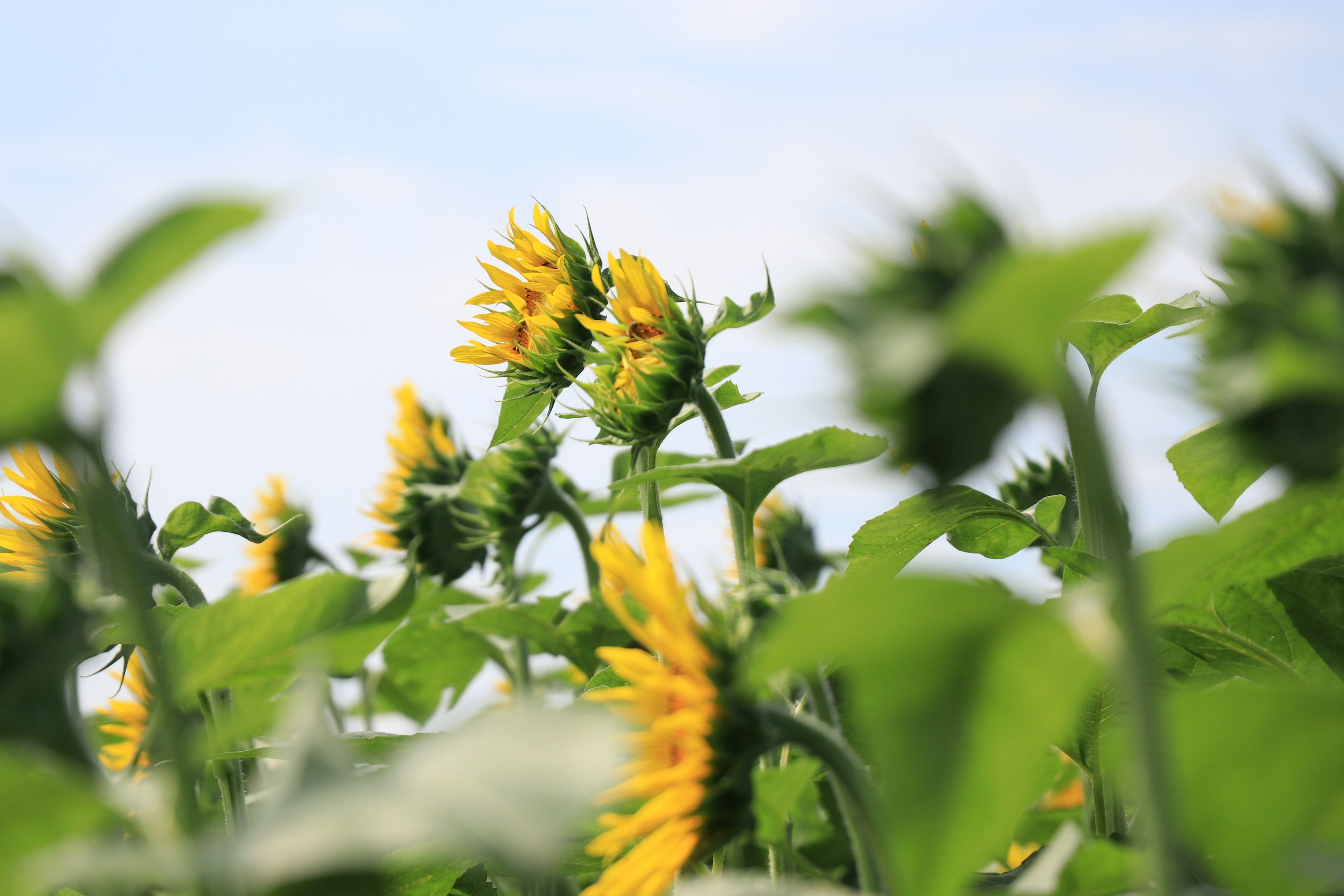 Feld von gelben Sonnenblumen umgeben von grünen Blättern