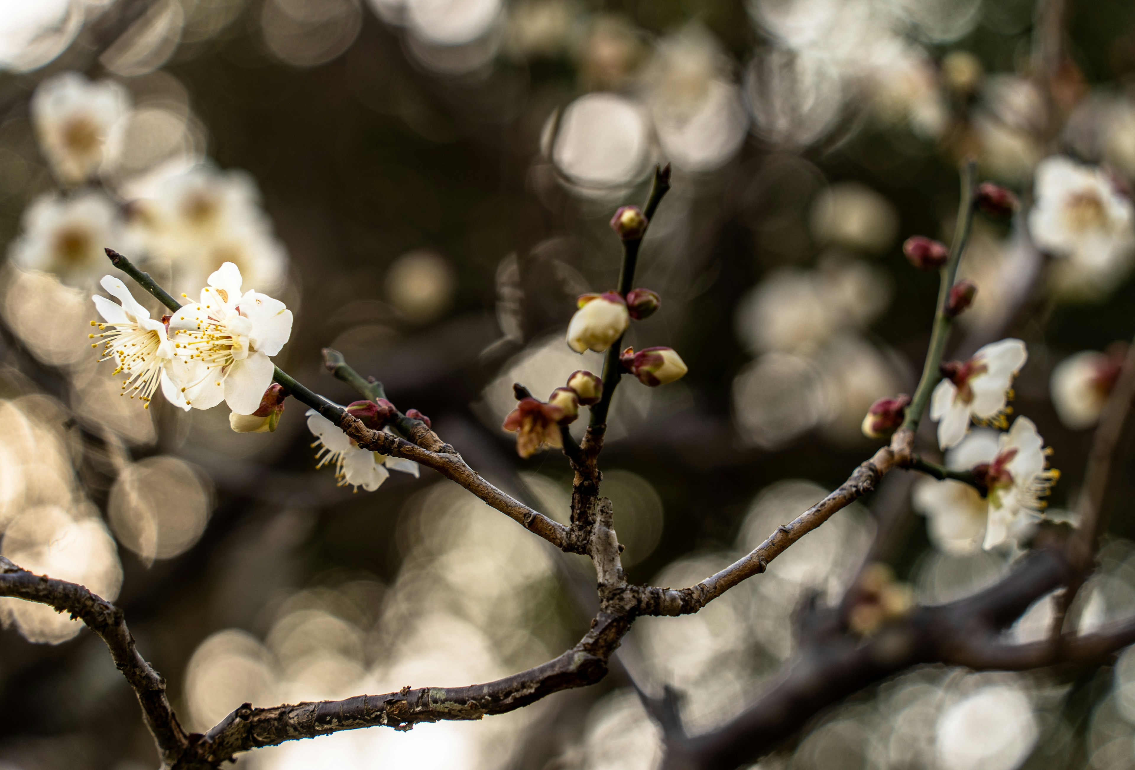 Nahaufnahme von Zweigen mit weißen Blüten und Knospen, die die Schönheit der Natur zeigen