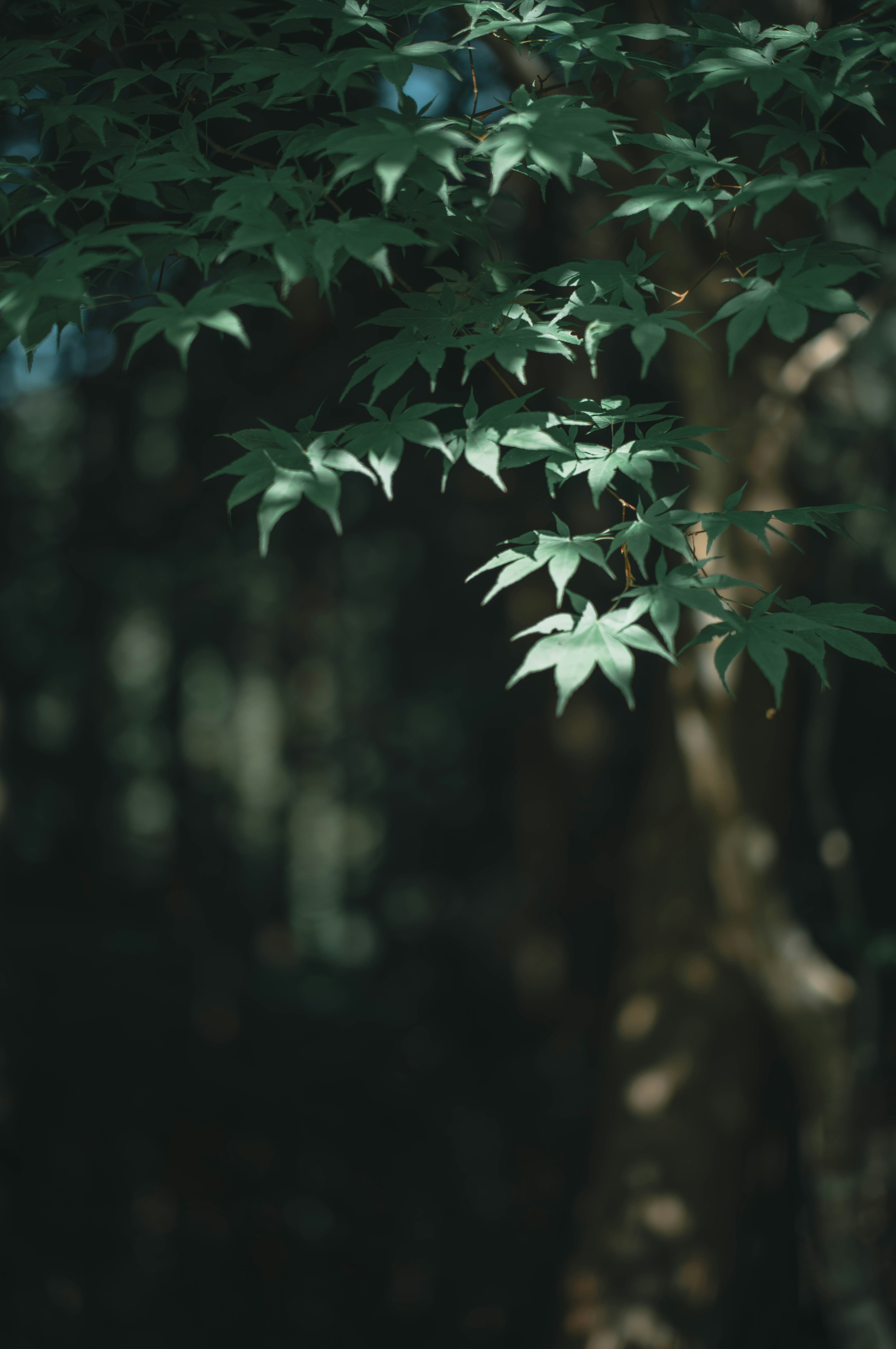 Close-up of green maple leaves against a dark background