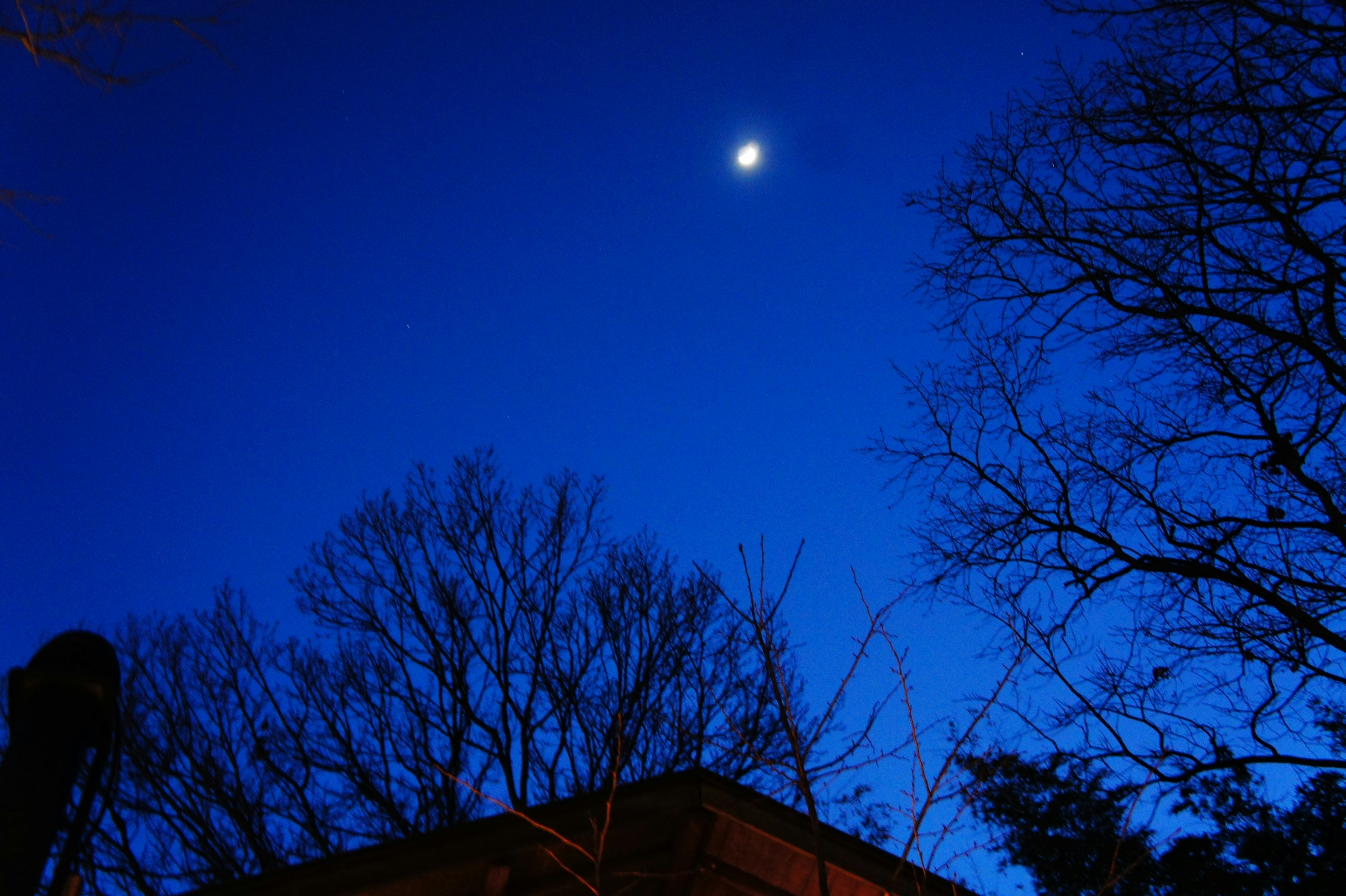 Luna brillante in un cielo notturno blu con alberi in silhouette