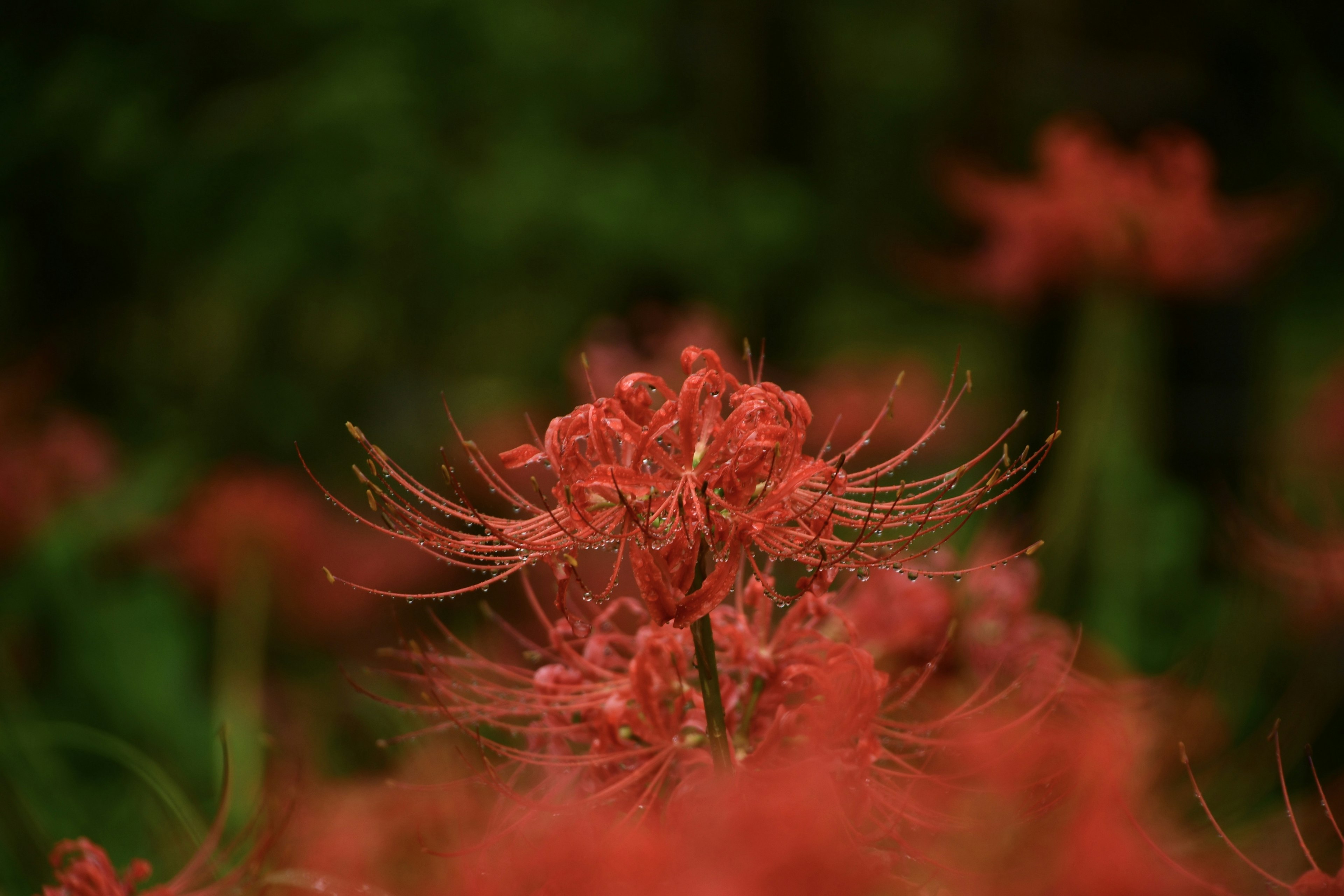 Wunderschöne Szene mit blühenden roten Spinnenlilien