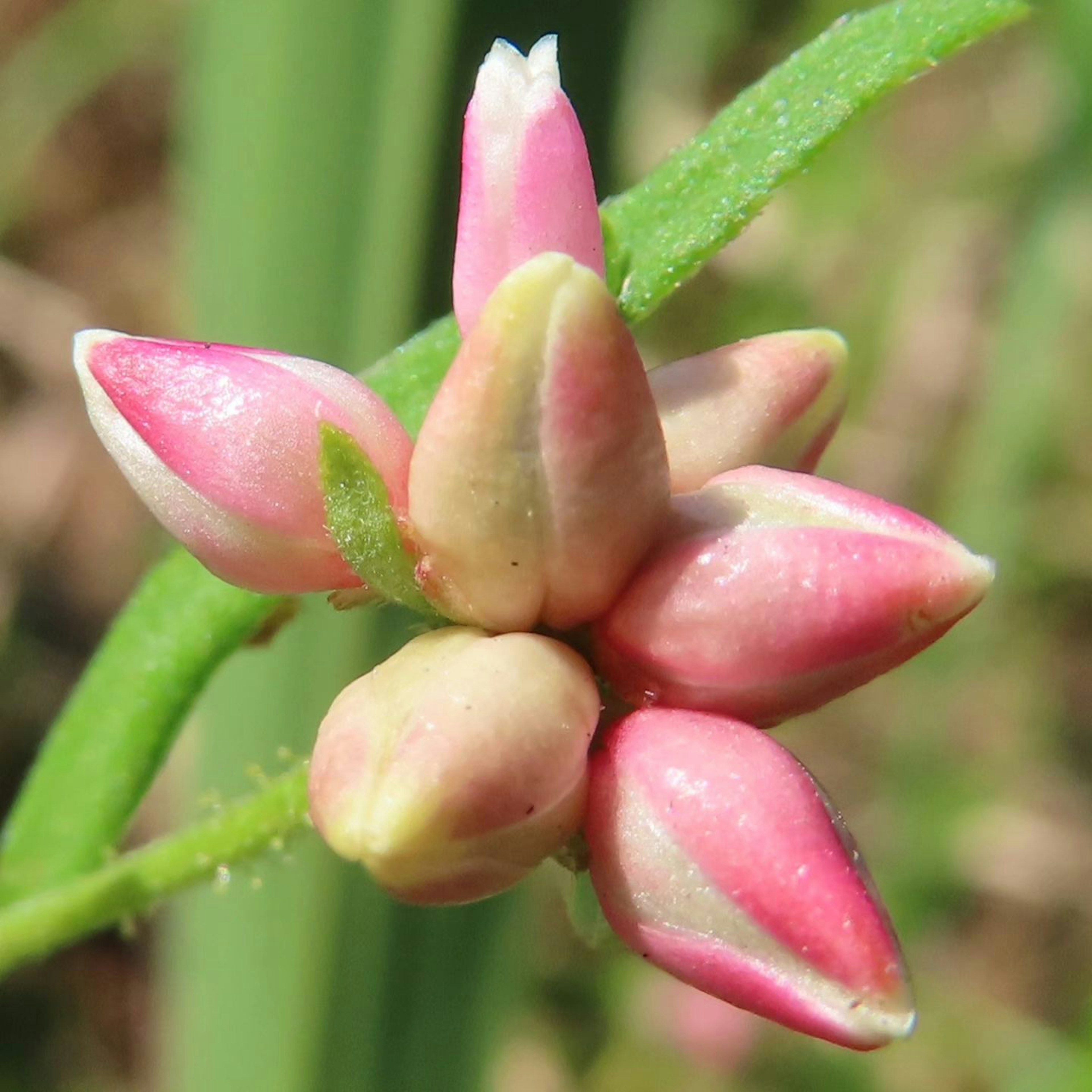 Nahaufnahme von rosa Blütenknospen, die zusammengefasst sind