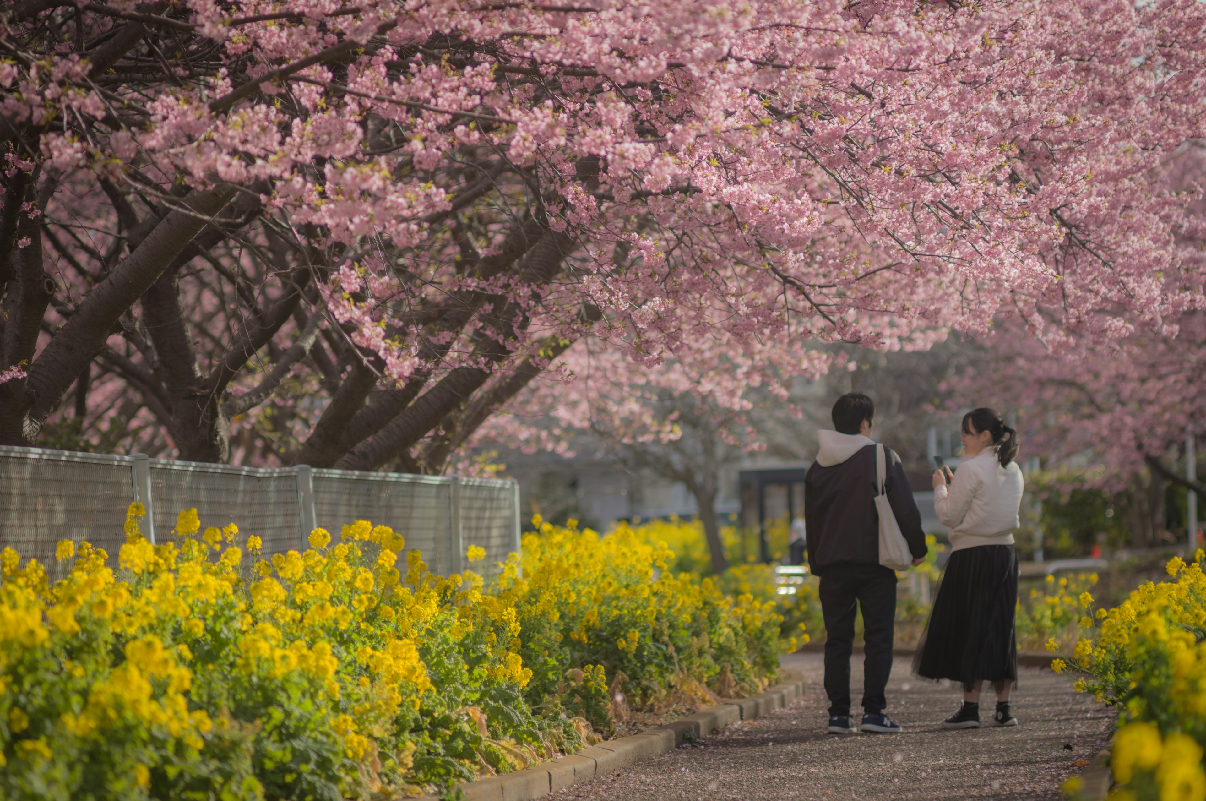 Coppia che cammina sotto alberi di ciliegio in fiore con fiori gialli