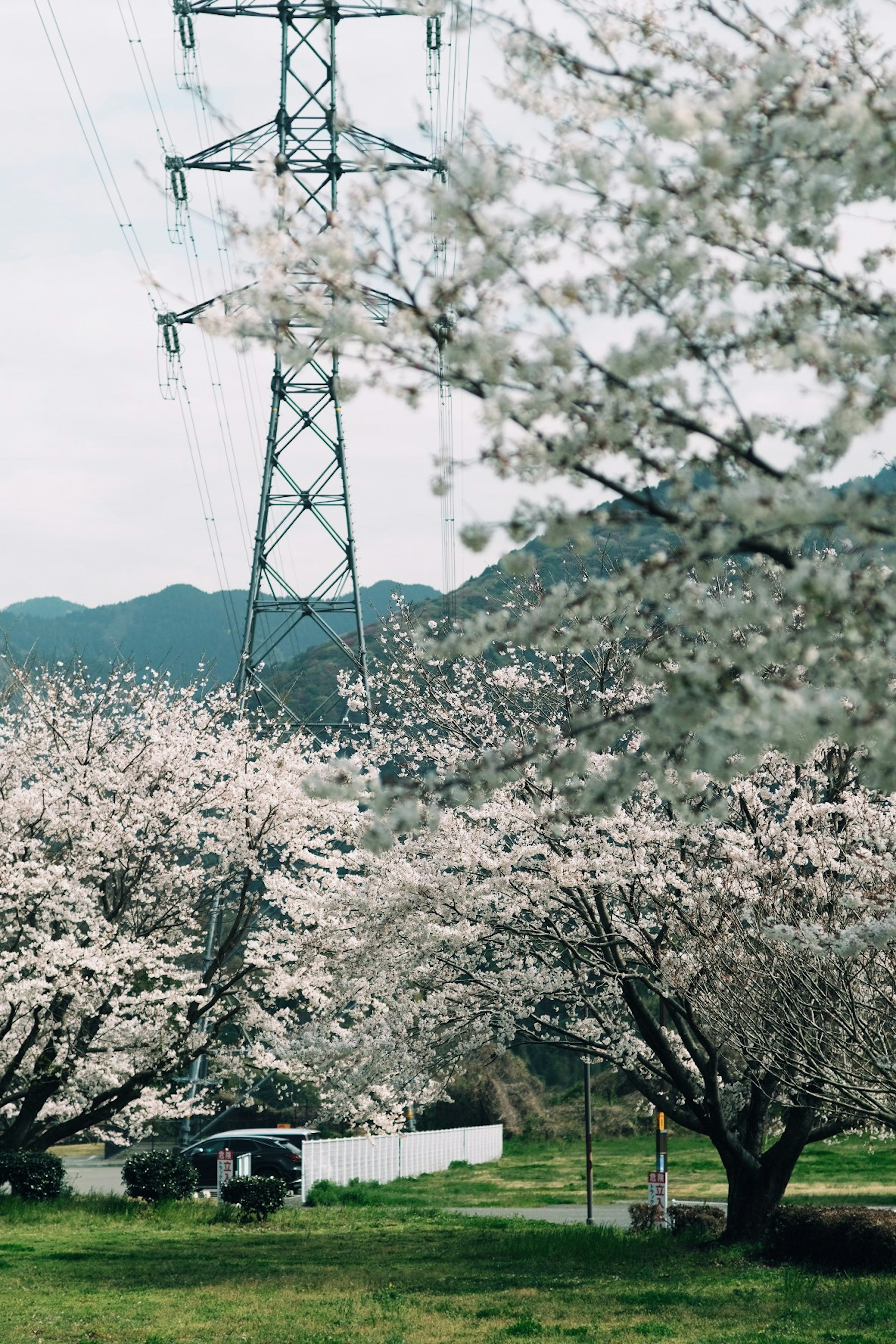 桜の木と電柱が立ち並ぶ風景