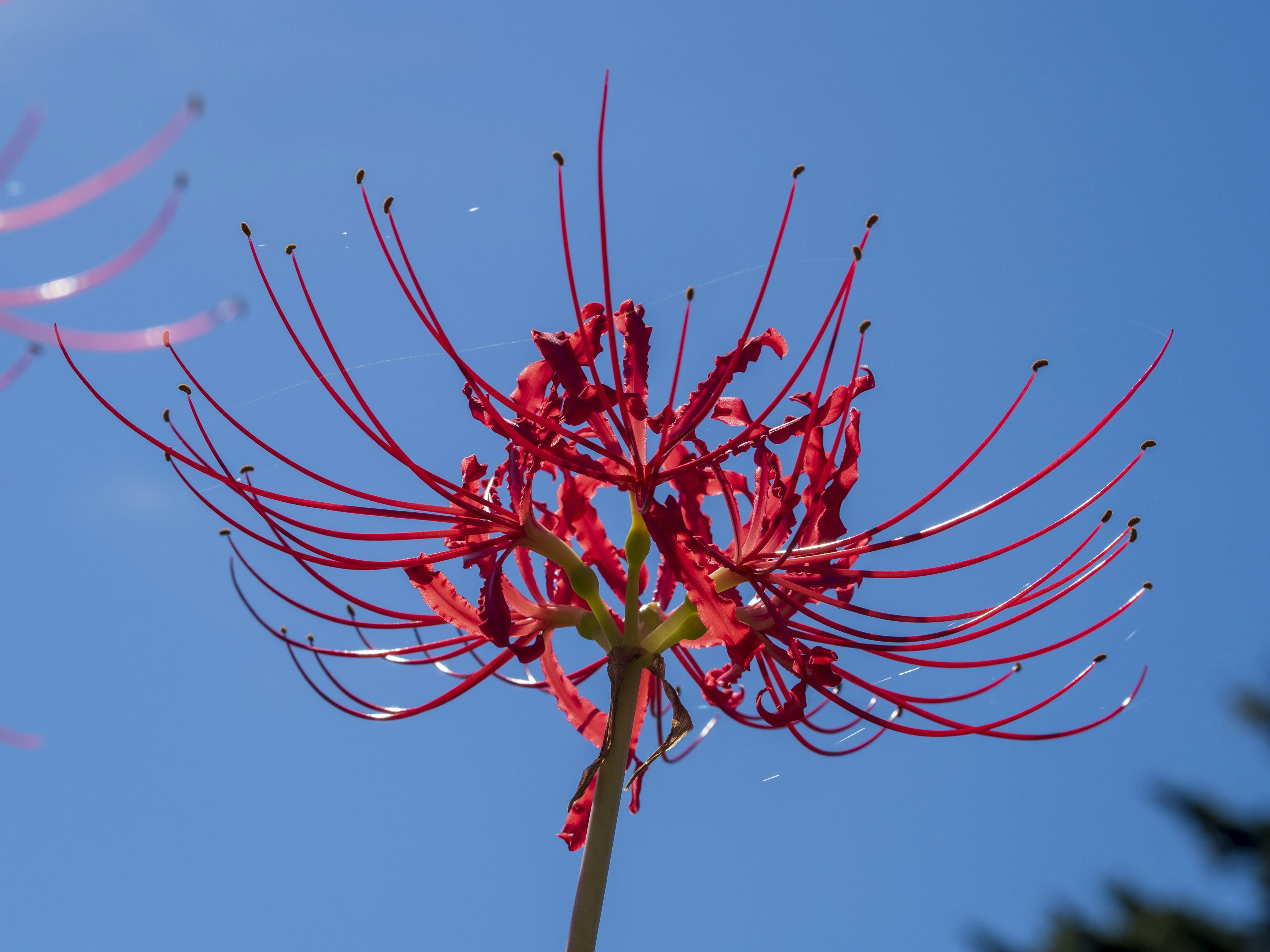 Rote Spinnenblume blüht unter blauem Himmel