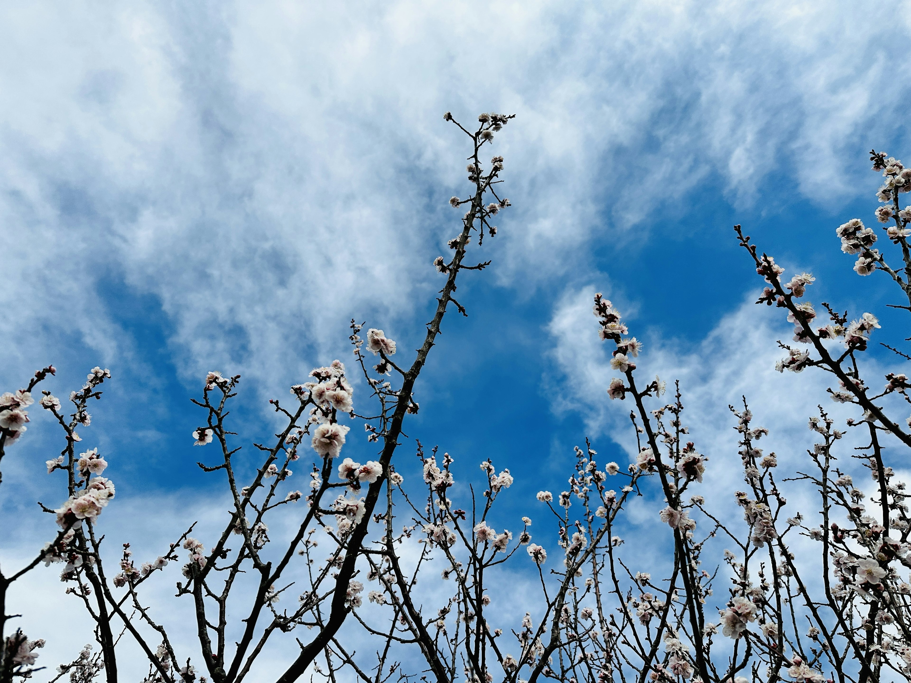 Blühende Baumäste vor blauem Himmel