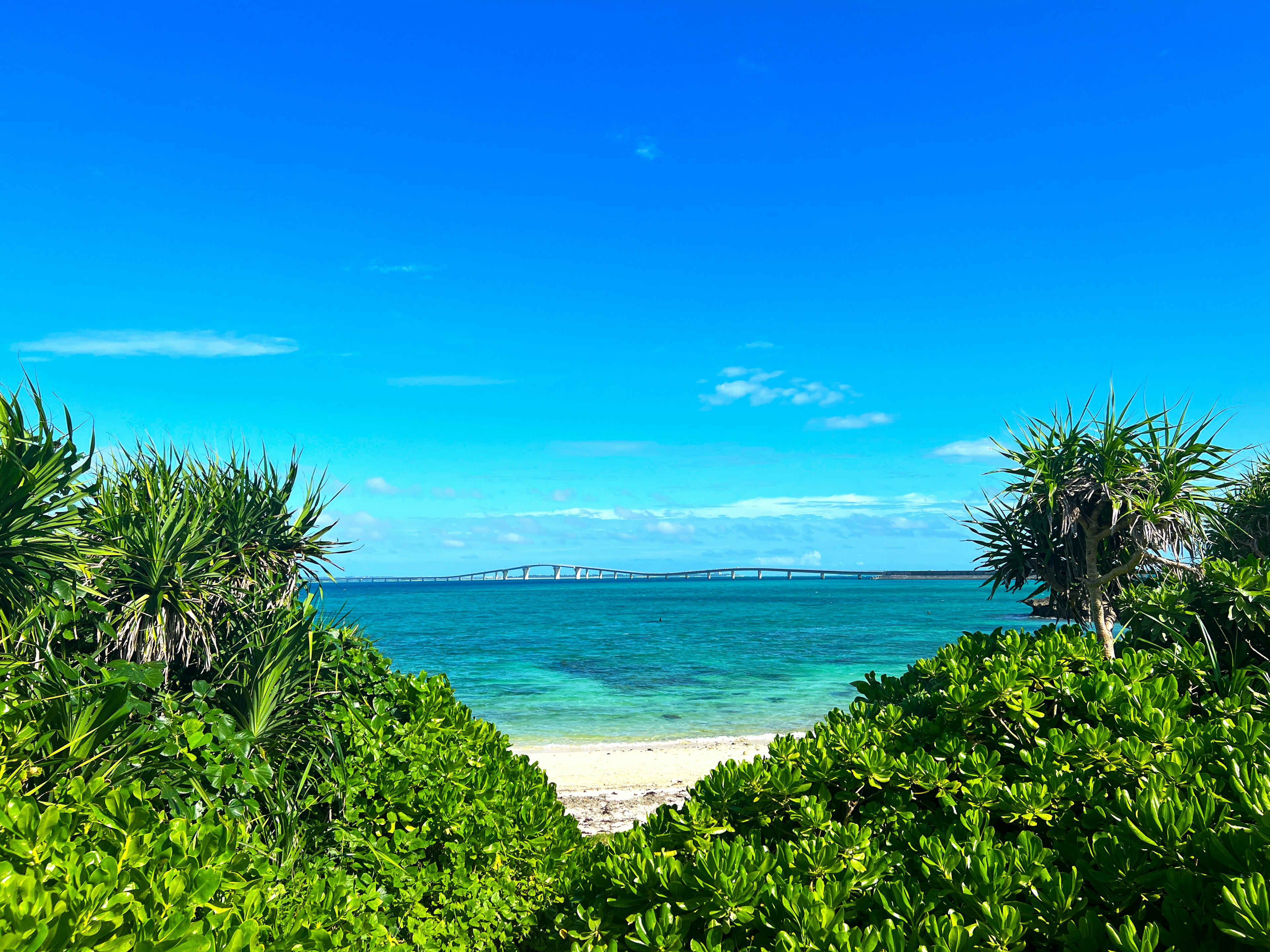 Scenic view of blue sky and ocean with lush green plants in the foreground