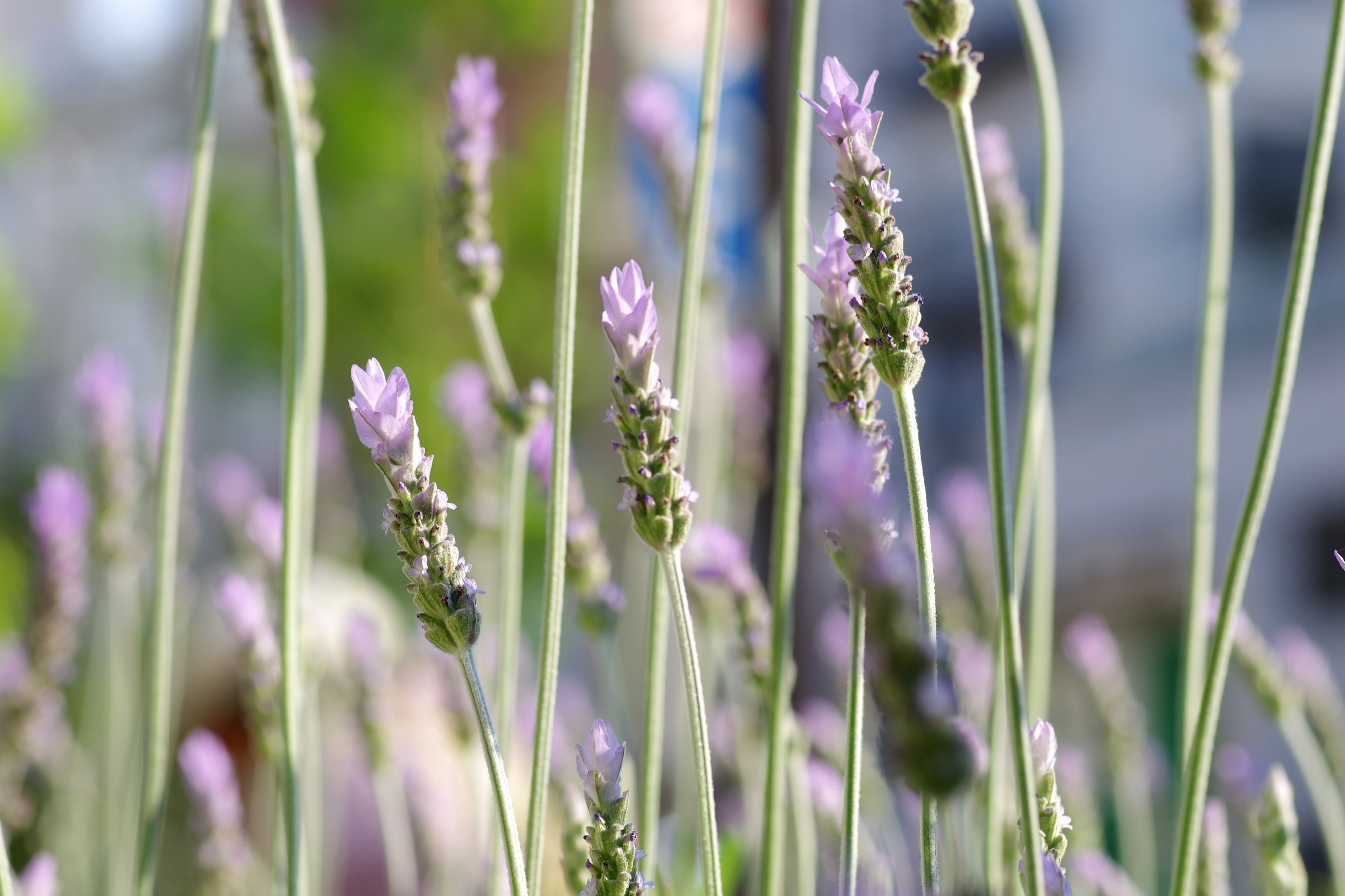 Close-up of lavender flowers in a field with green stems