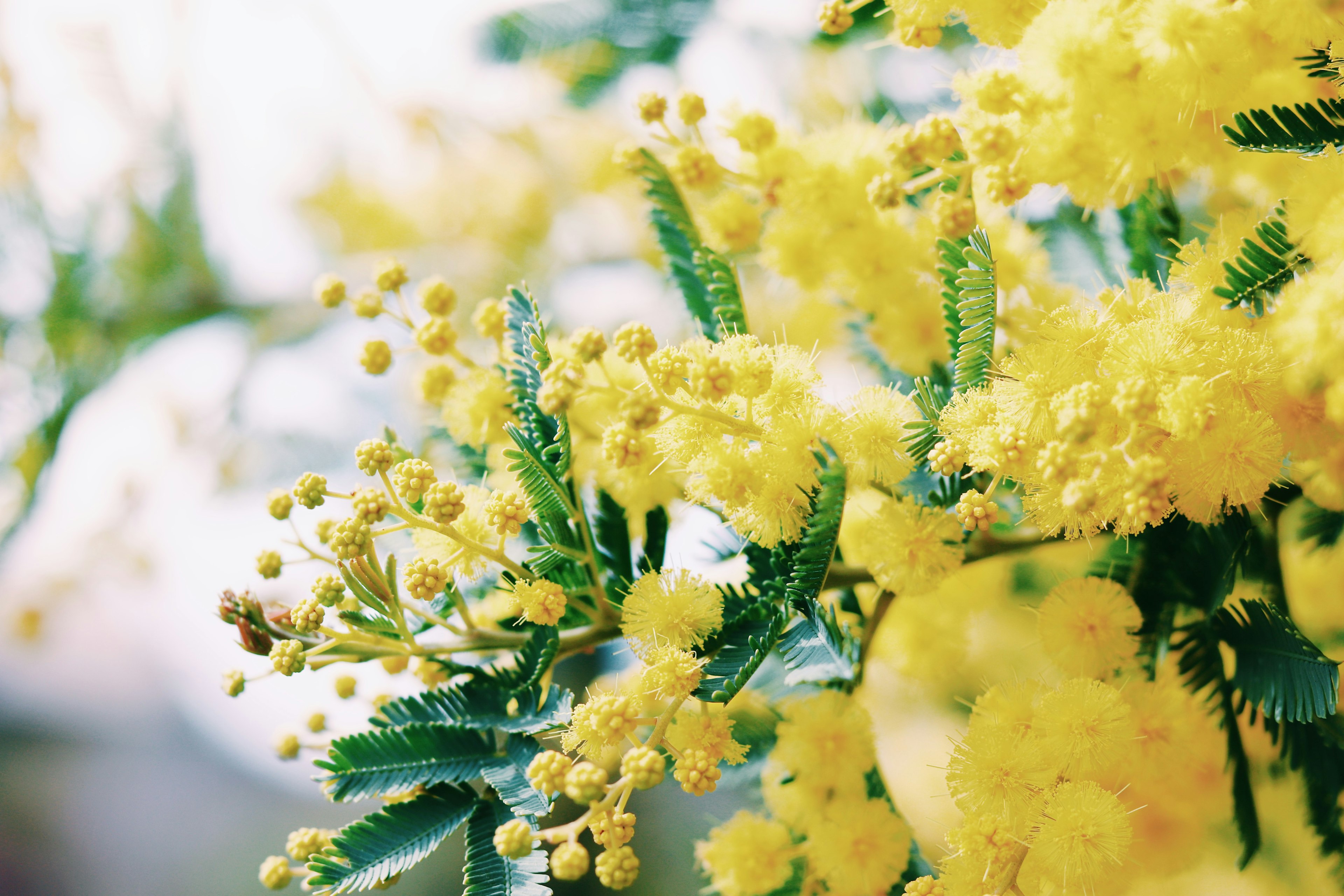 明るい黄色のミモザの花と緑の葉が特徴の近接写真