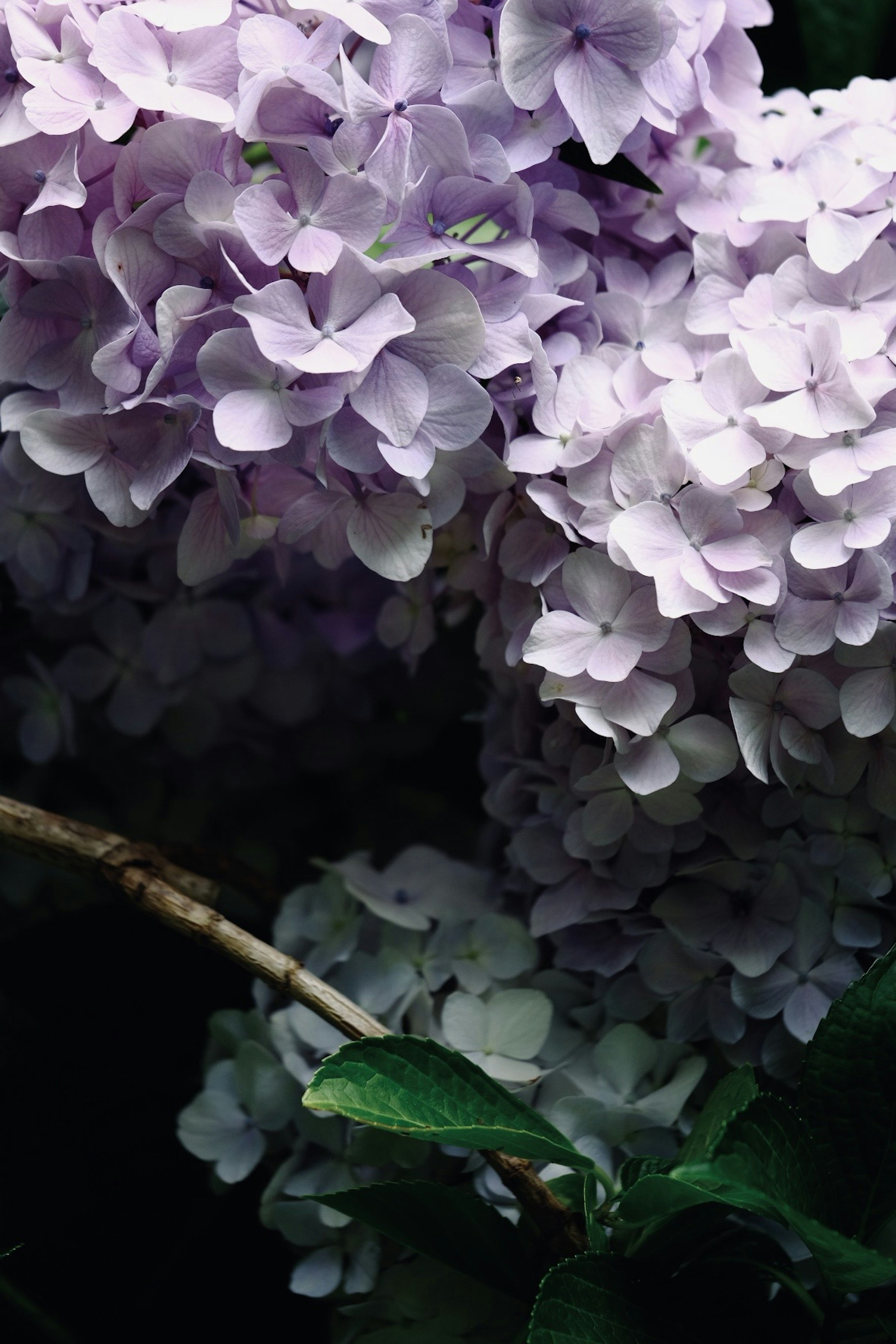 Nahaufnahme von hellvioletten Hortensienblüten mit grünen Blättern