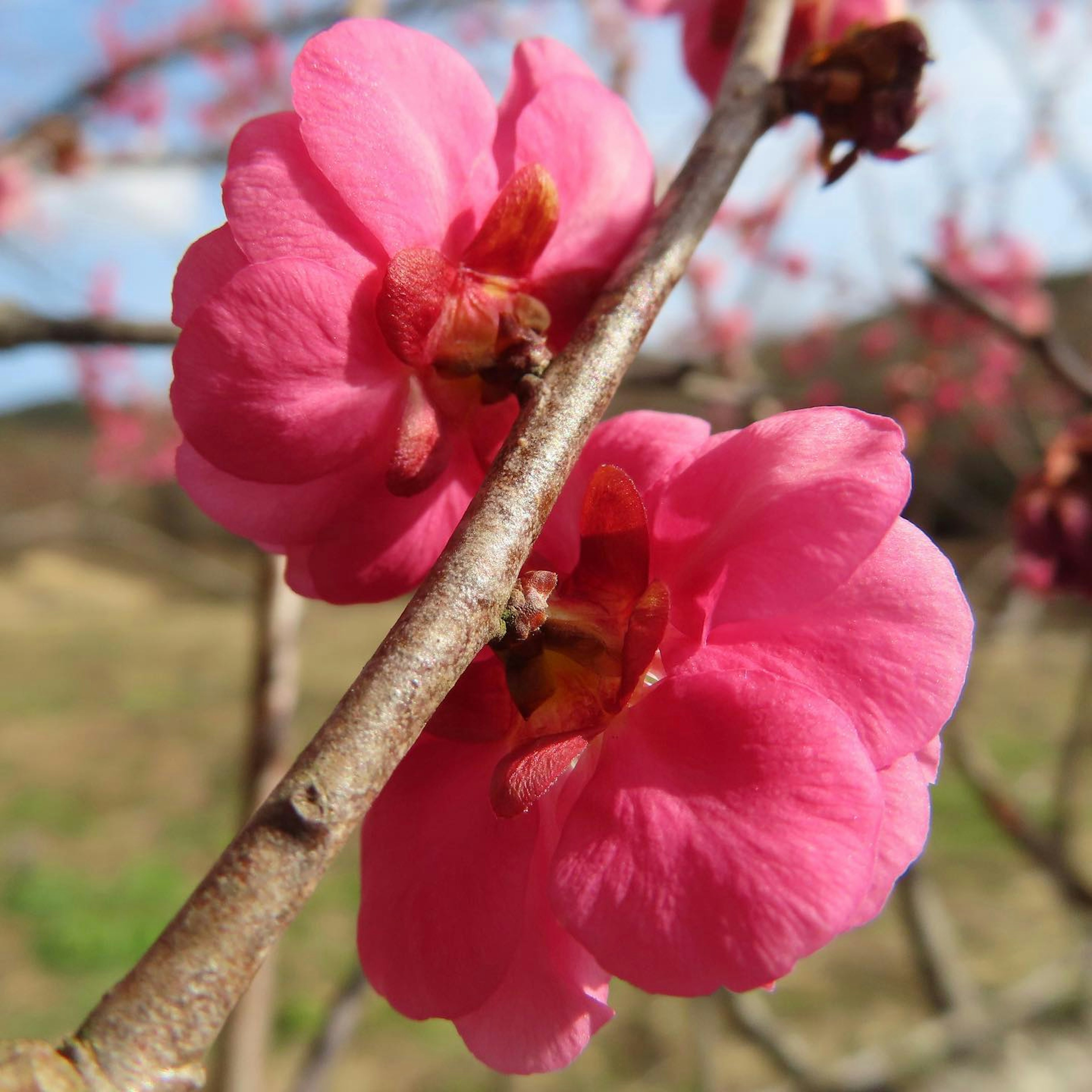 Vibrant pink flowers blooming on branches in a spring setting