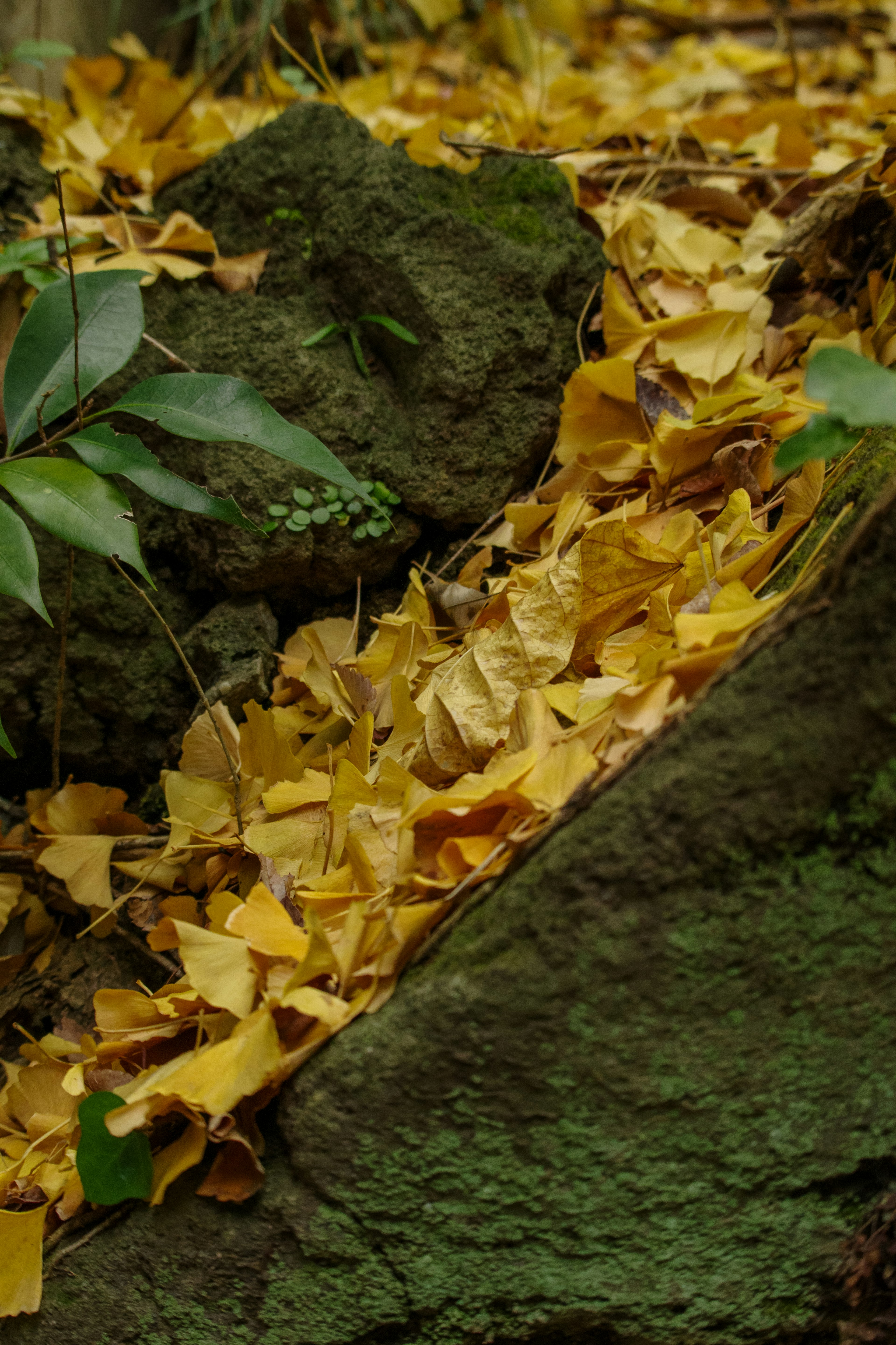 A scene of yellow leaves scattered among rocks