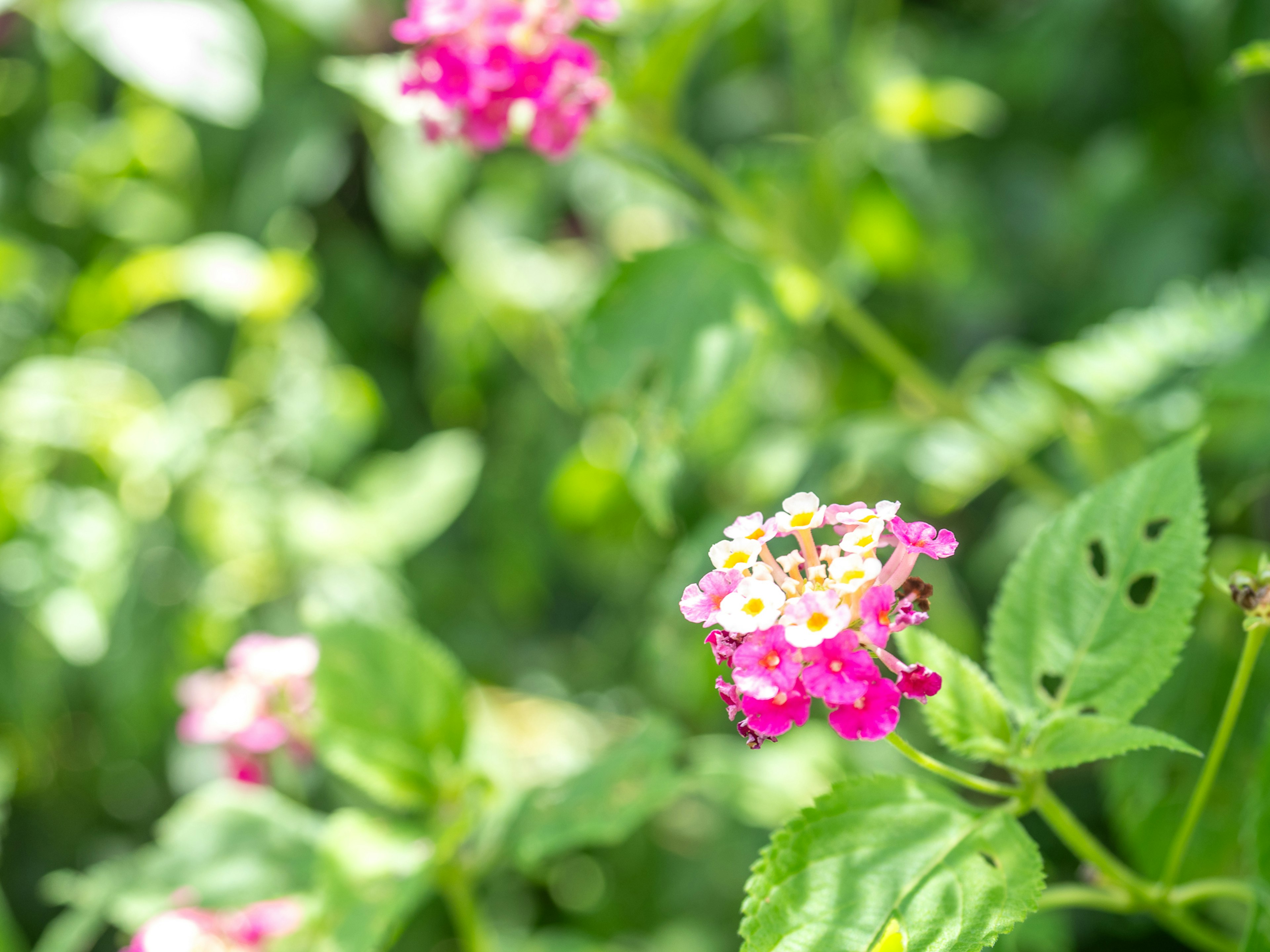 Fleurs de lantana roses en fleurs sur un fond vert