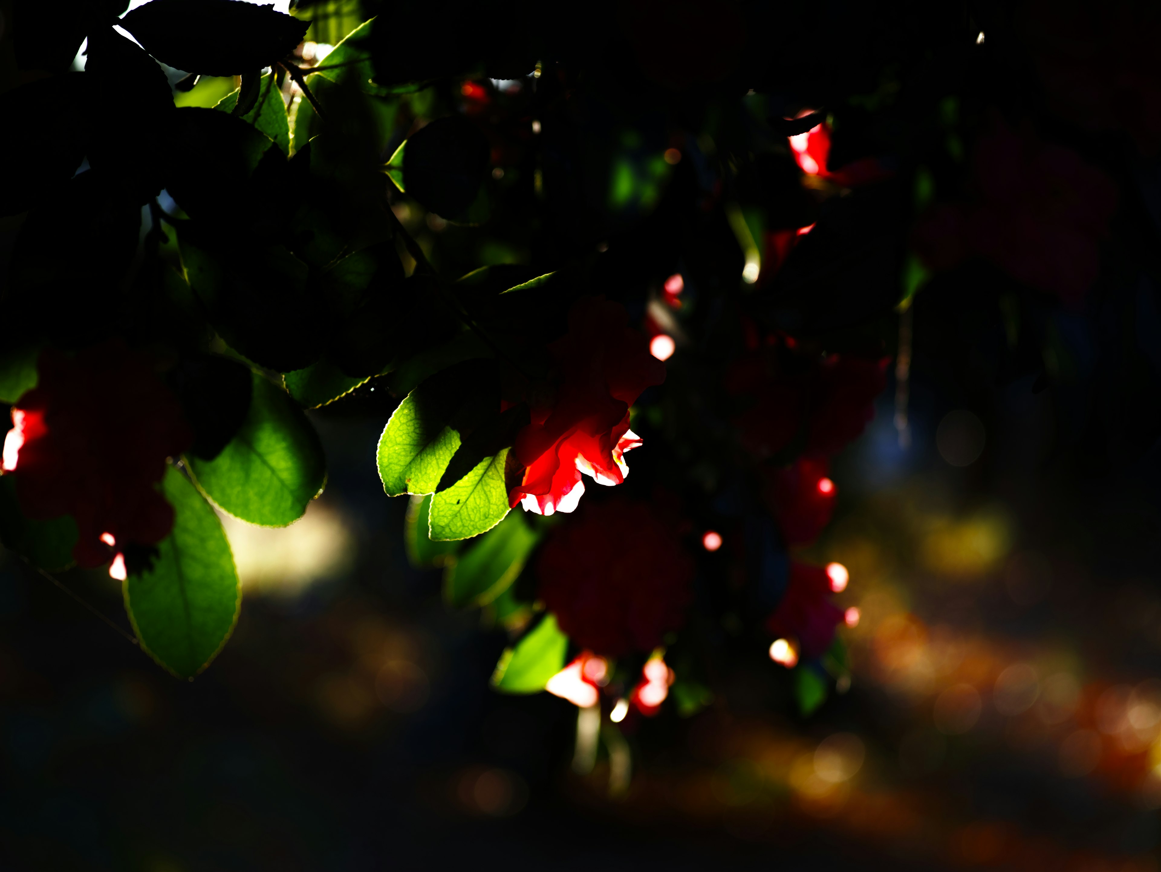 Beautiful image of red flowers with green leaves against a dark background