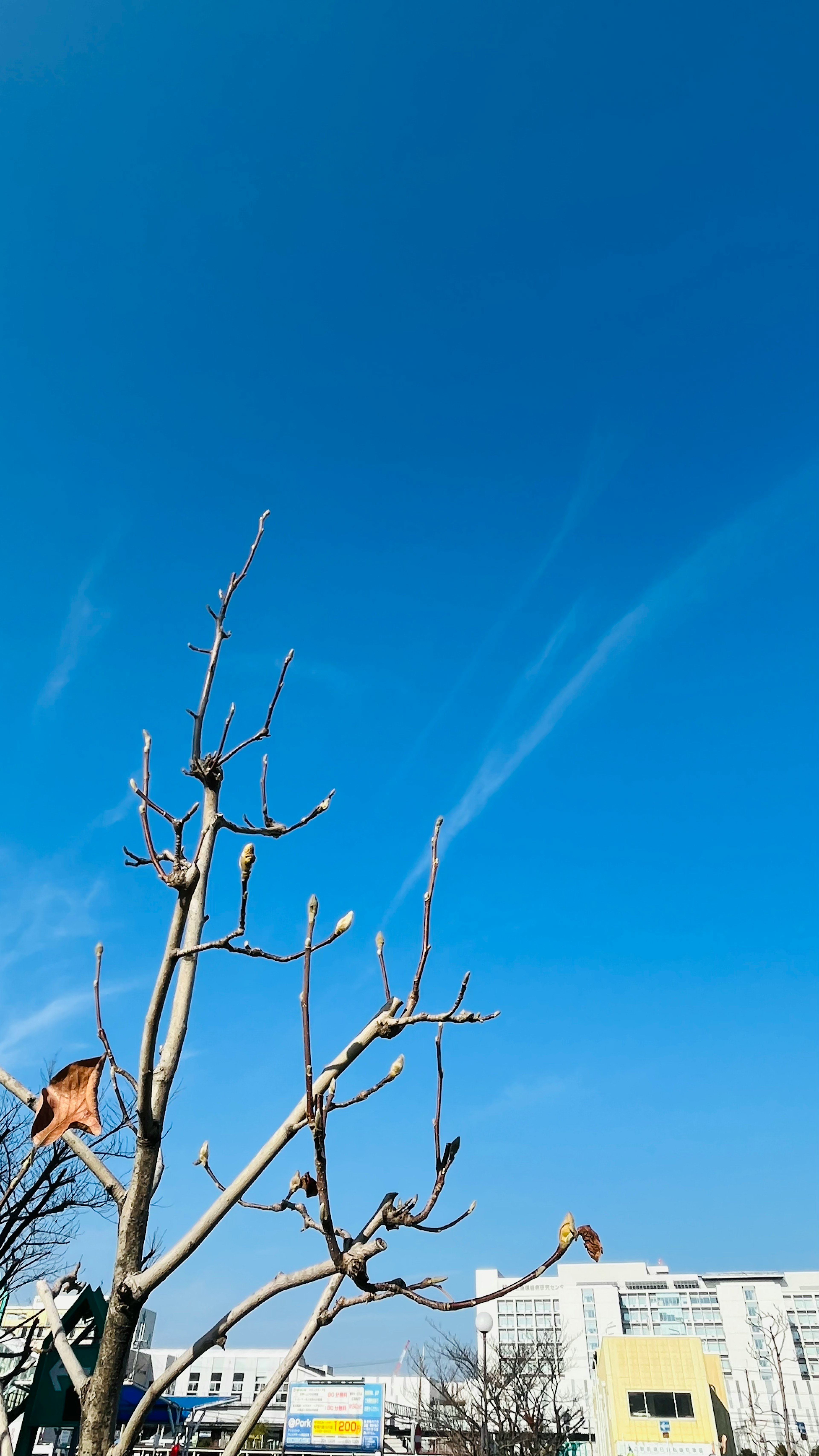 Klarer blauer Himmel mit kahlen Baumästen