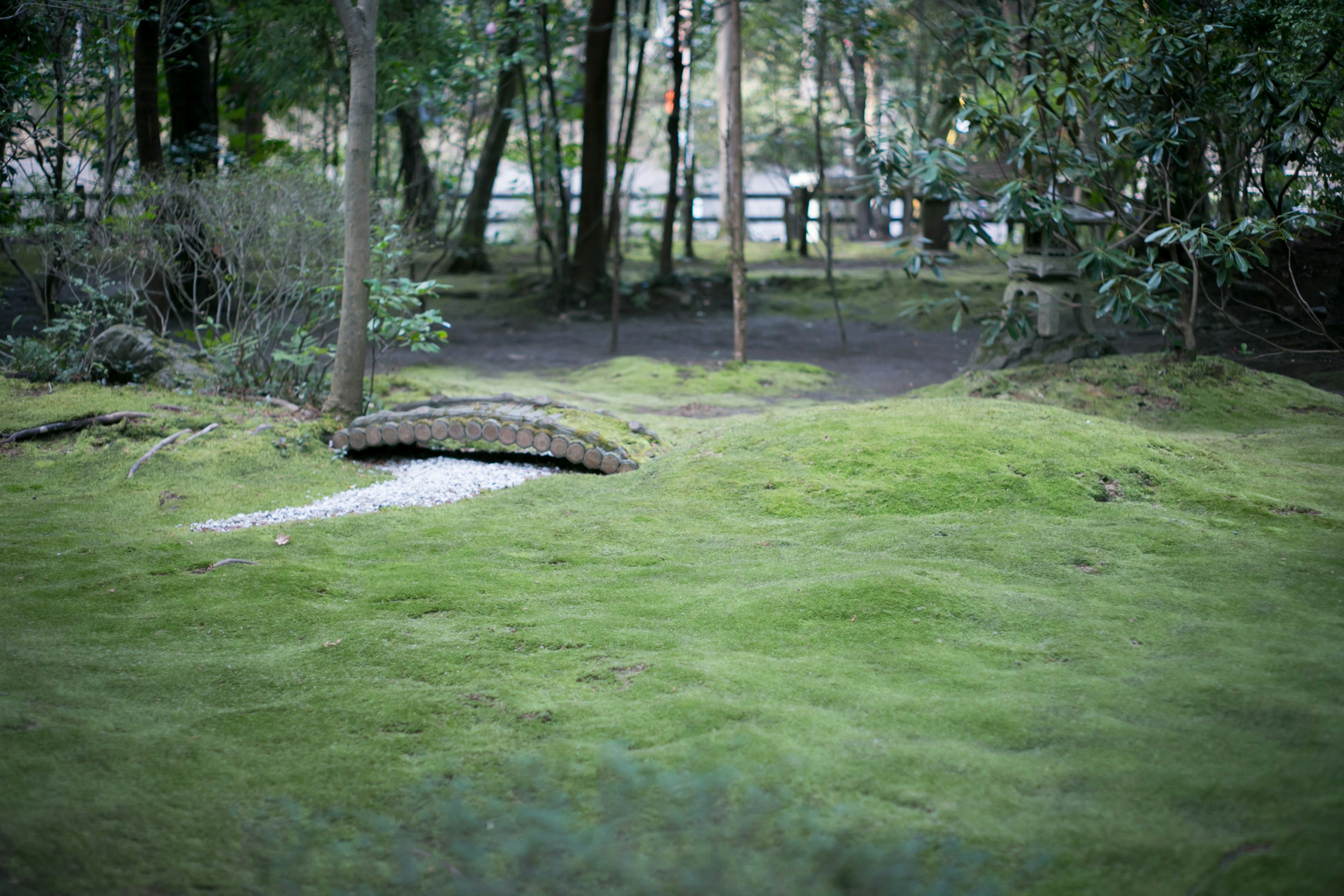 被綠色苔蘚覆蓋的寧靜花園景觀，擁有一座小石橋和樹木