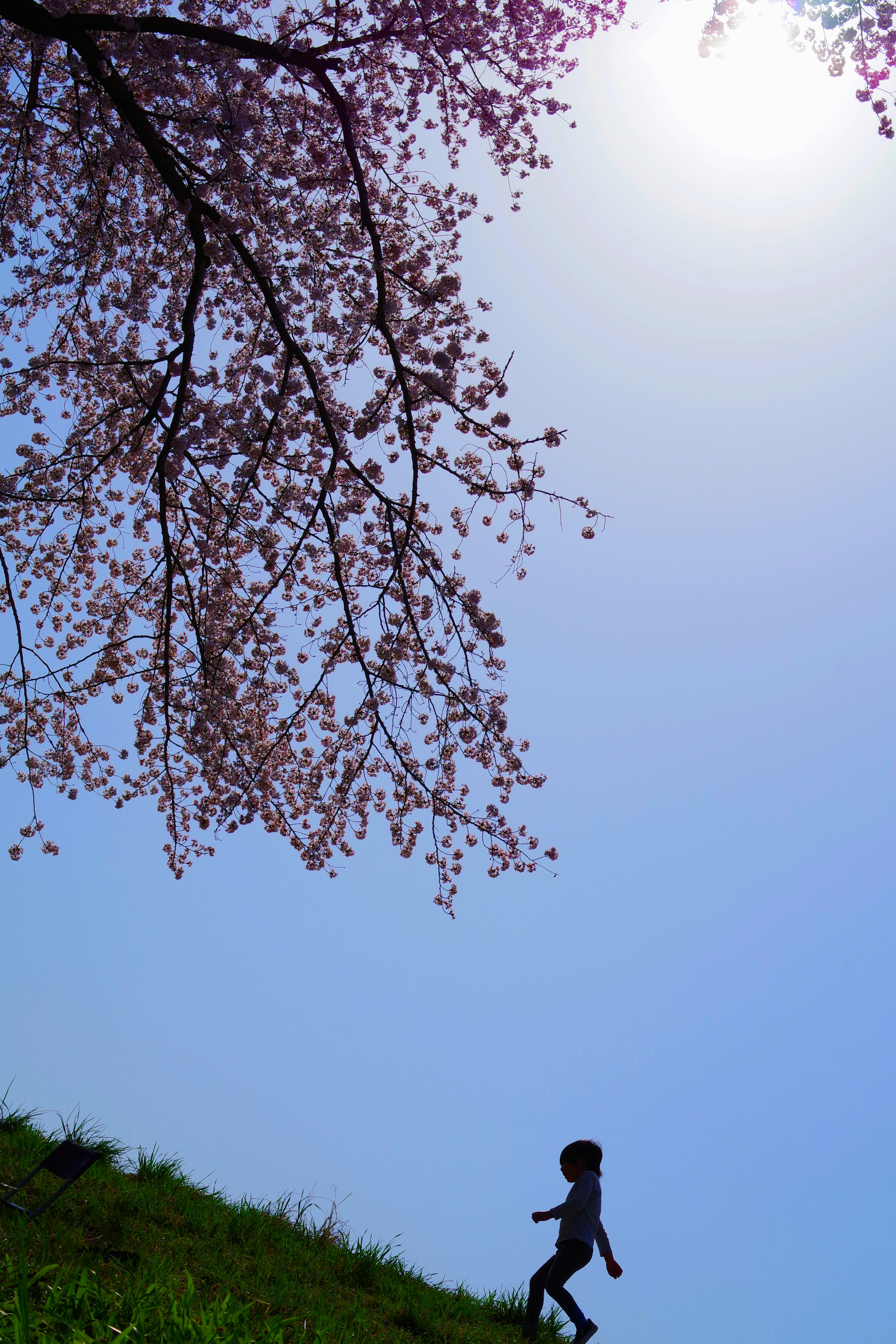 青空の下で桜の木の下を歩く子供のシルエット