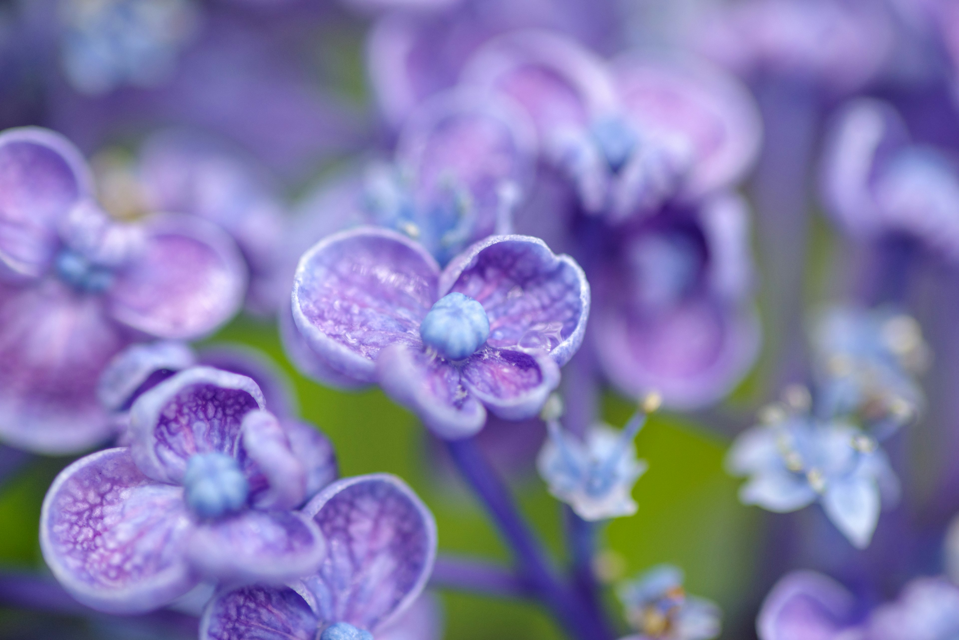 Nahaufnahme von zarten lila Blumen mit komplexen Details