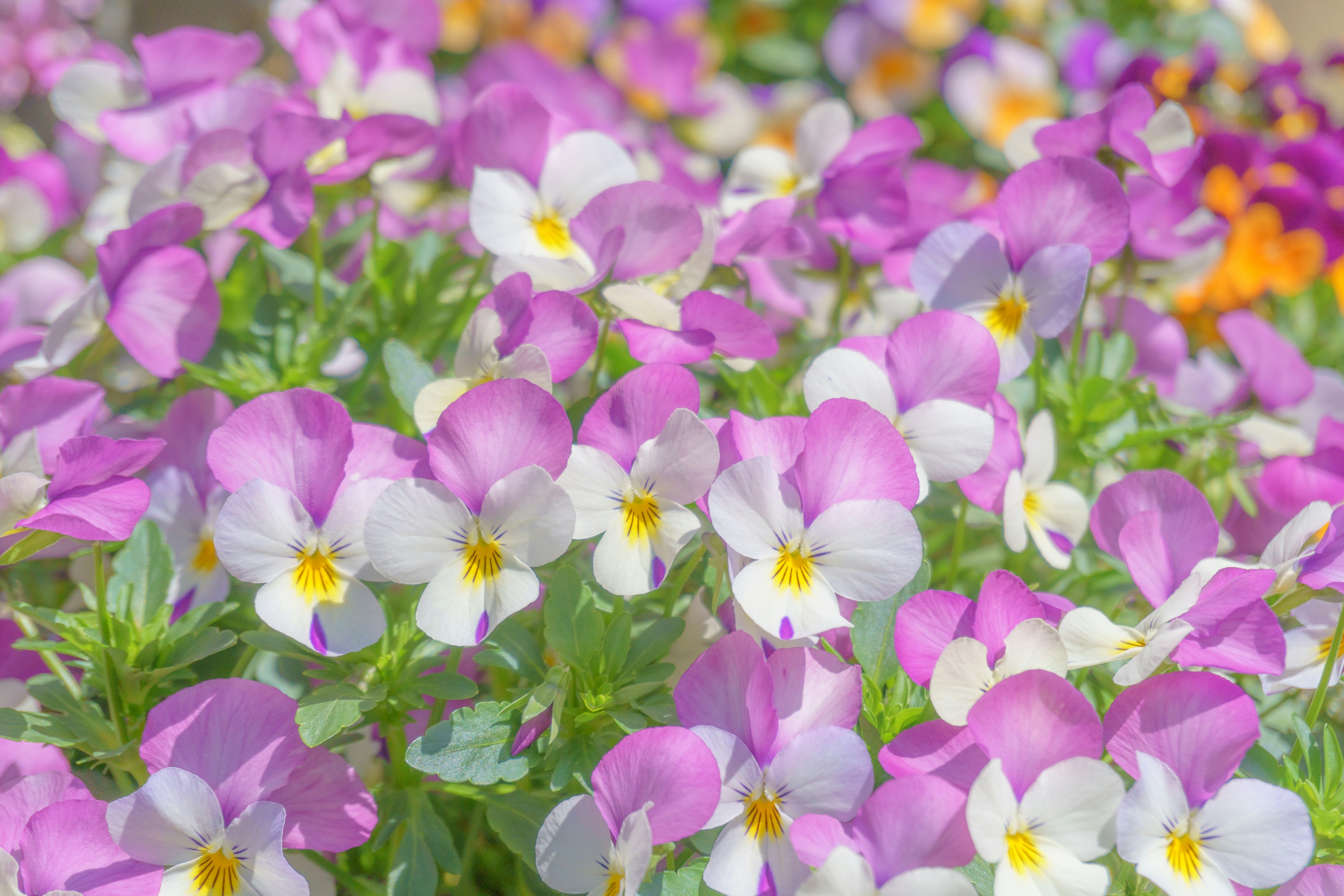 Colorful flower scene featuring clusters of purple and white flowers with yellow centers