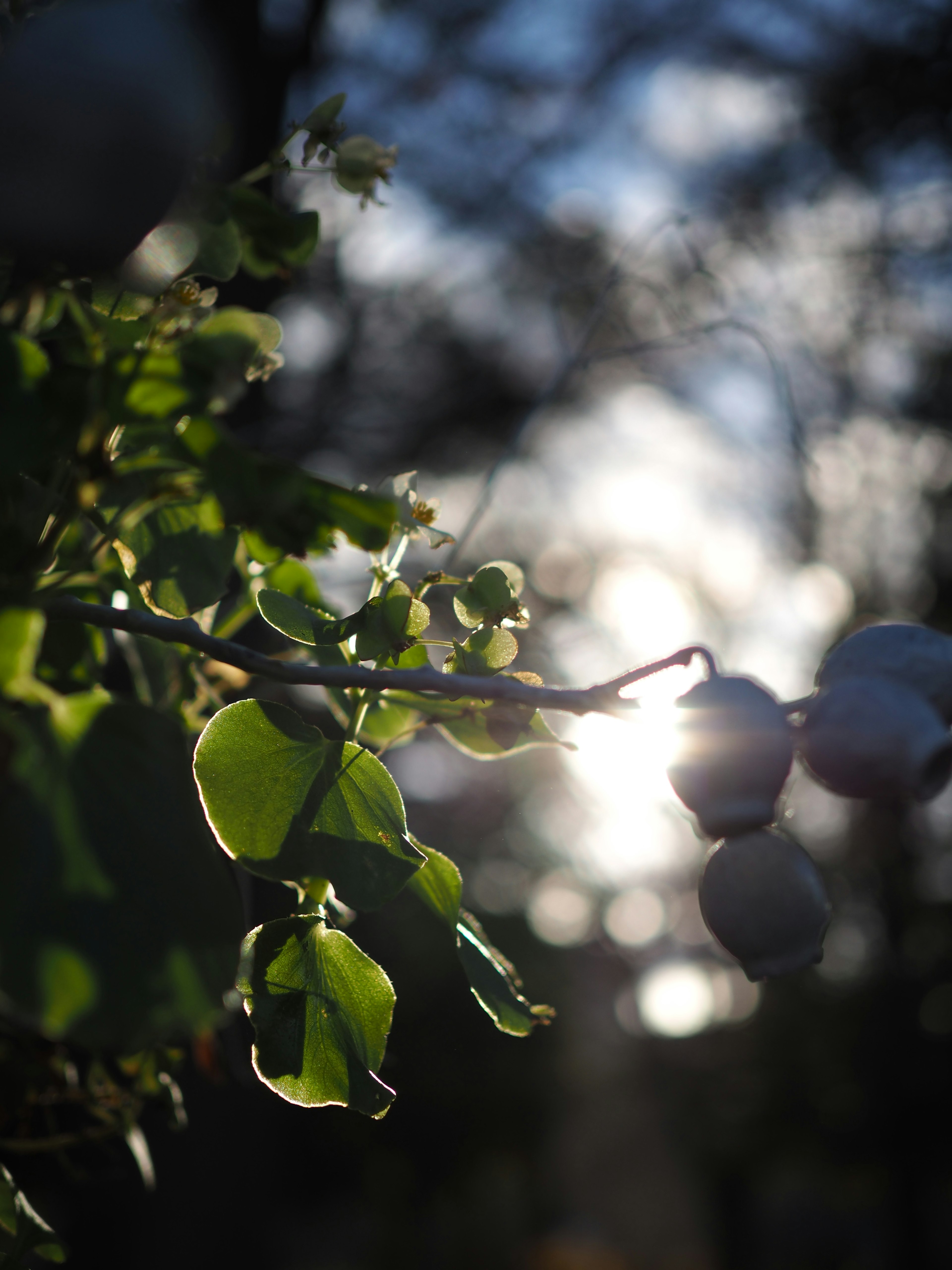 Nahaufnahme von Blättern und Früchten mit verschwommenem Licht im Hintergrund