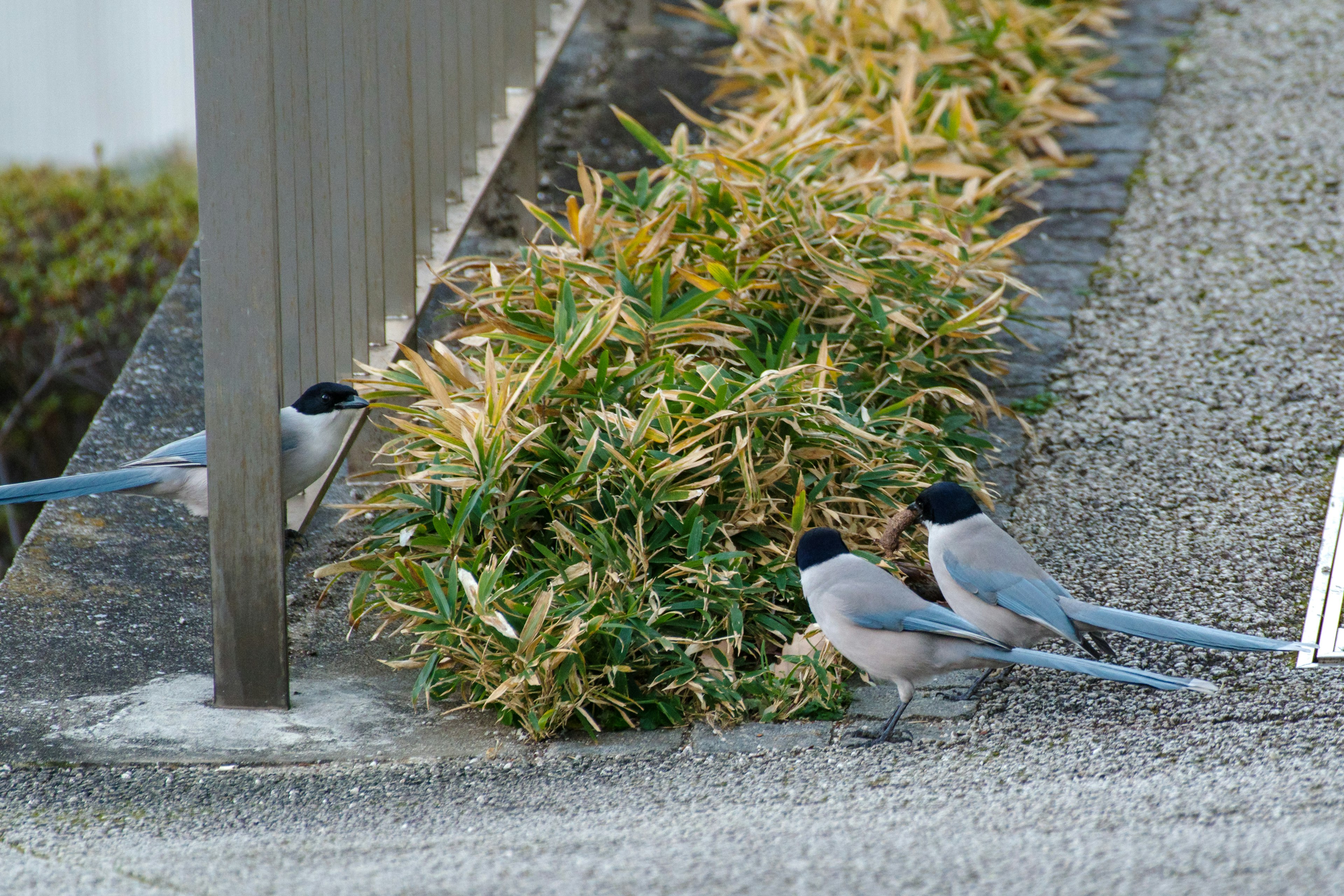 Aves con colas azules en un área de hierba cerca de una cerca