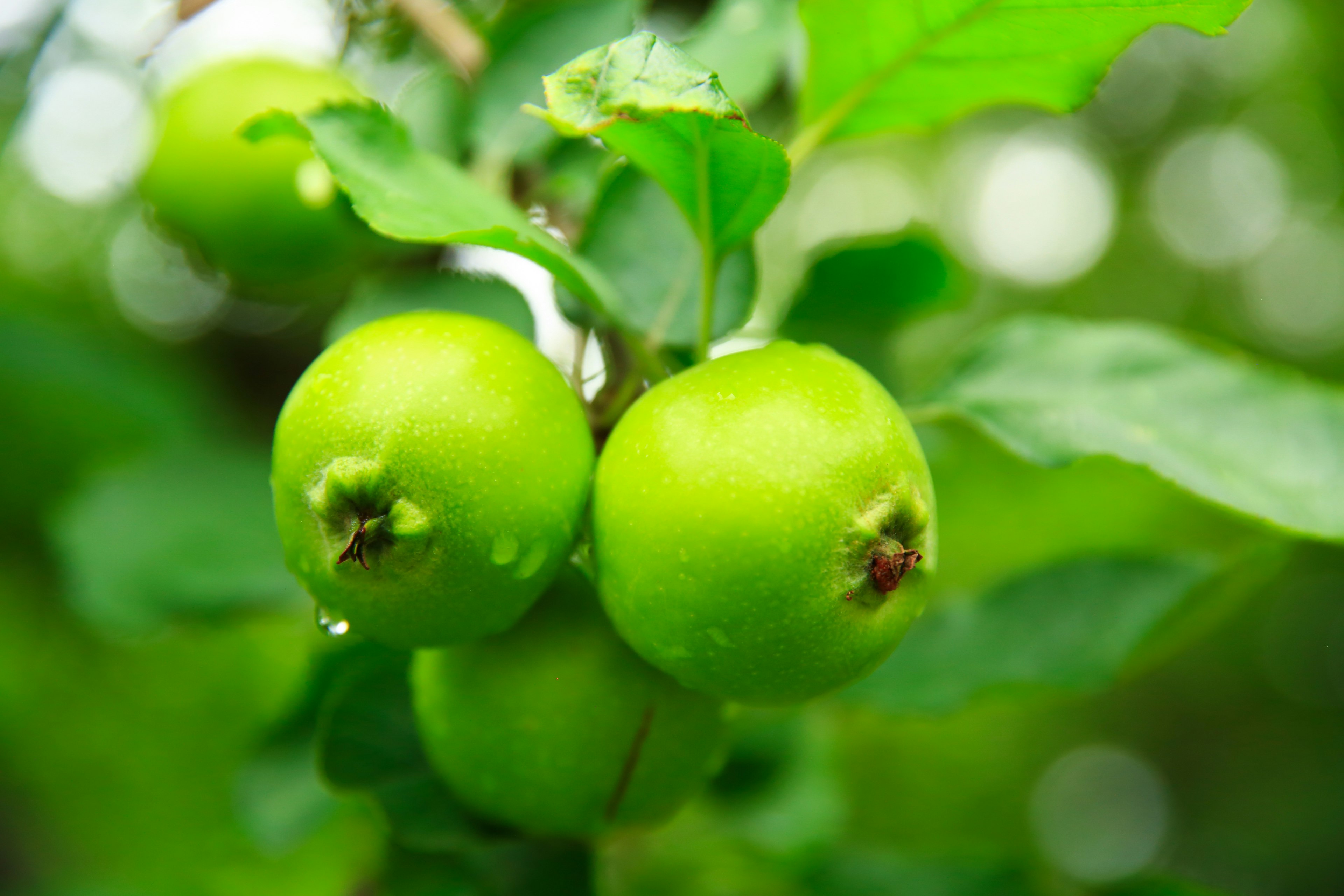 Green apples hanging on a tree branch