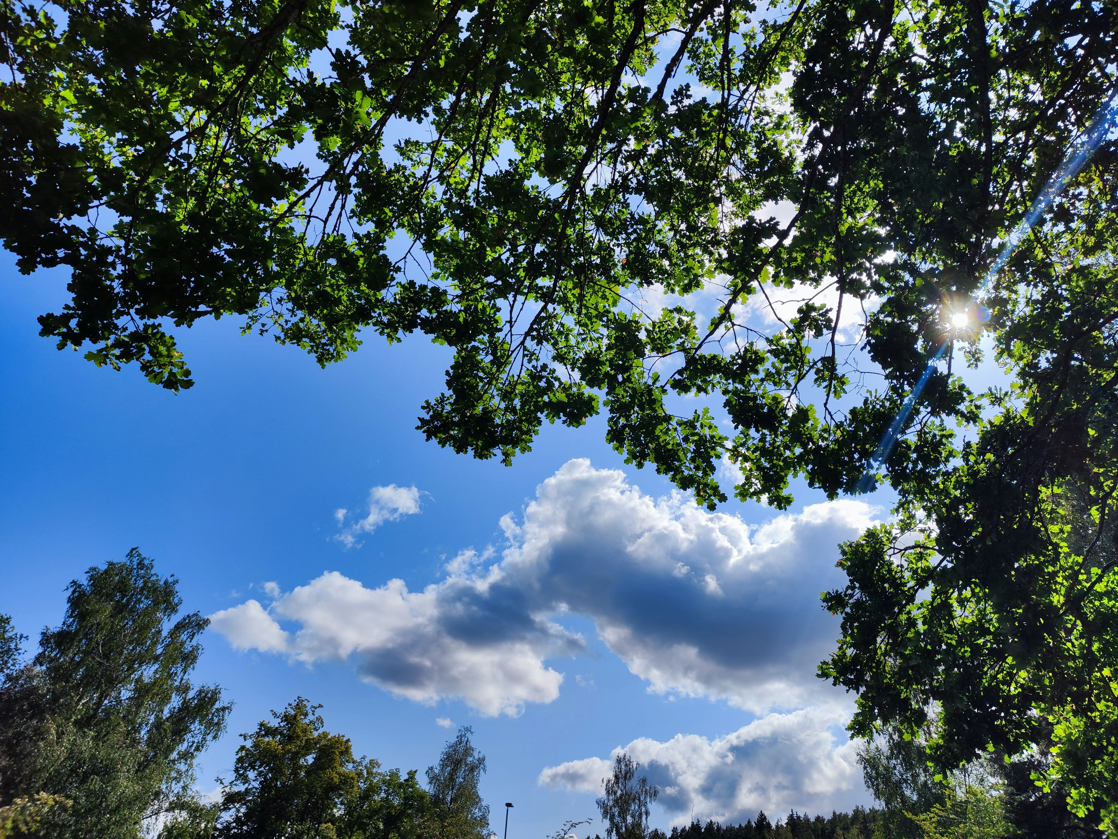 A view of blue sky with white clouds framed by green leaves