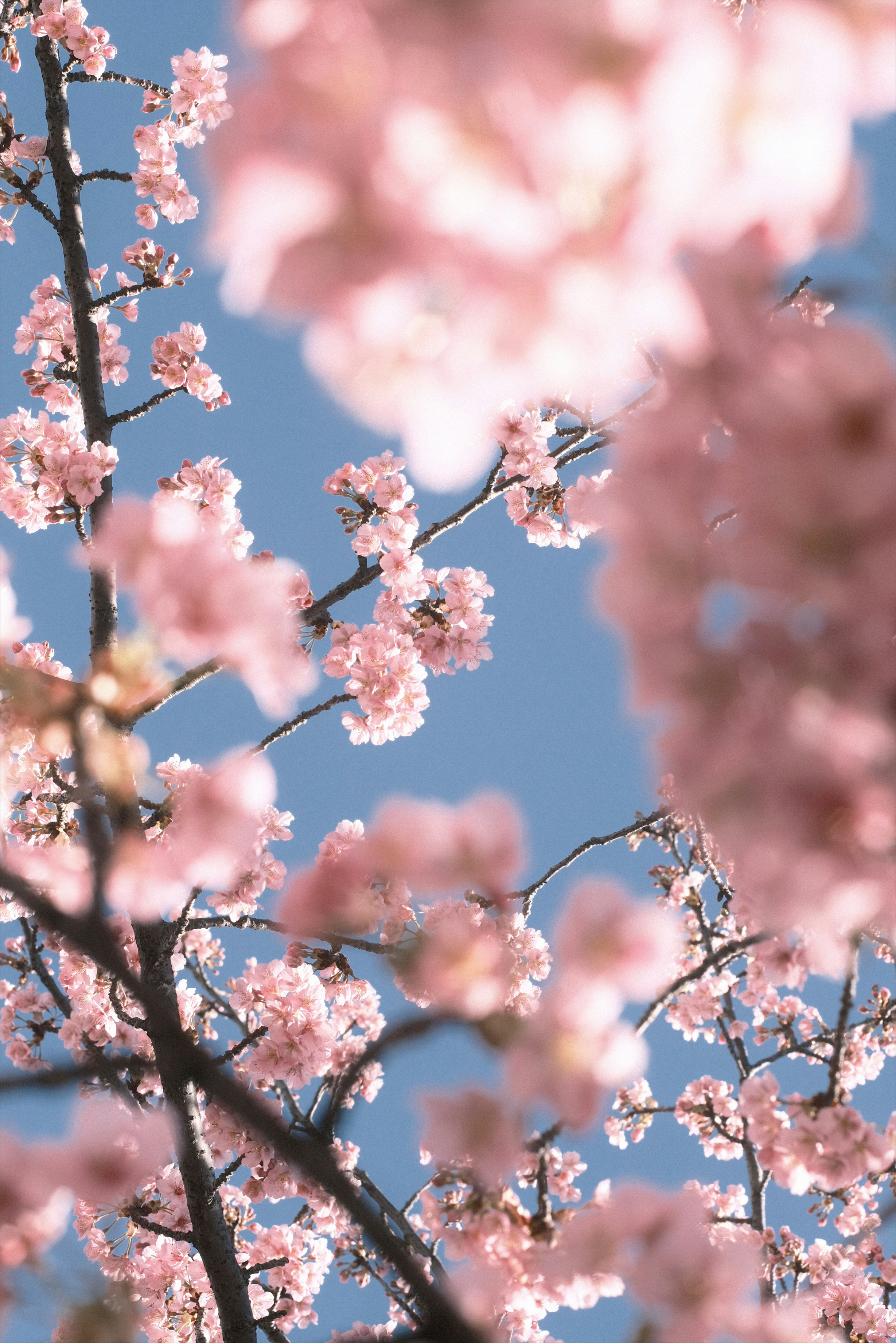 Nahaufnahme von Kirschblüten vor blauem Himmel